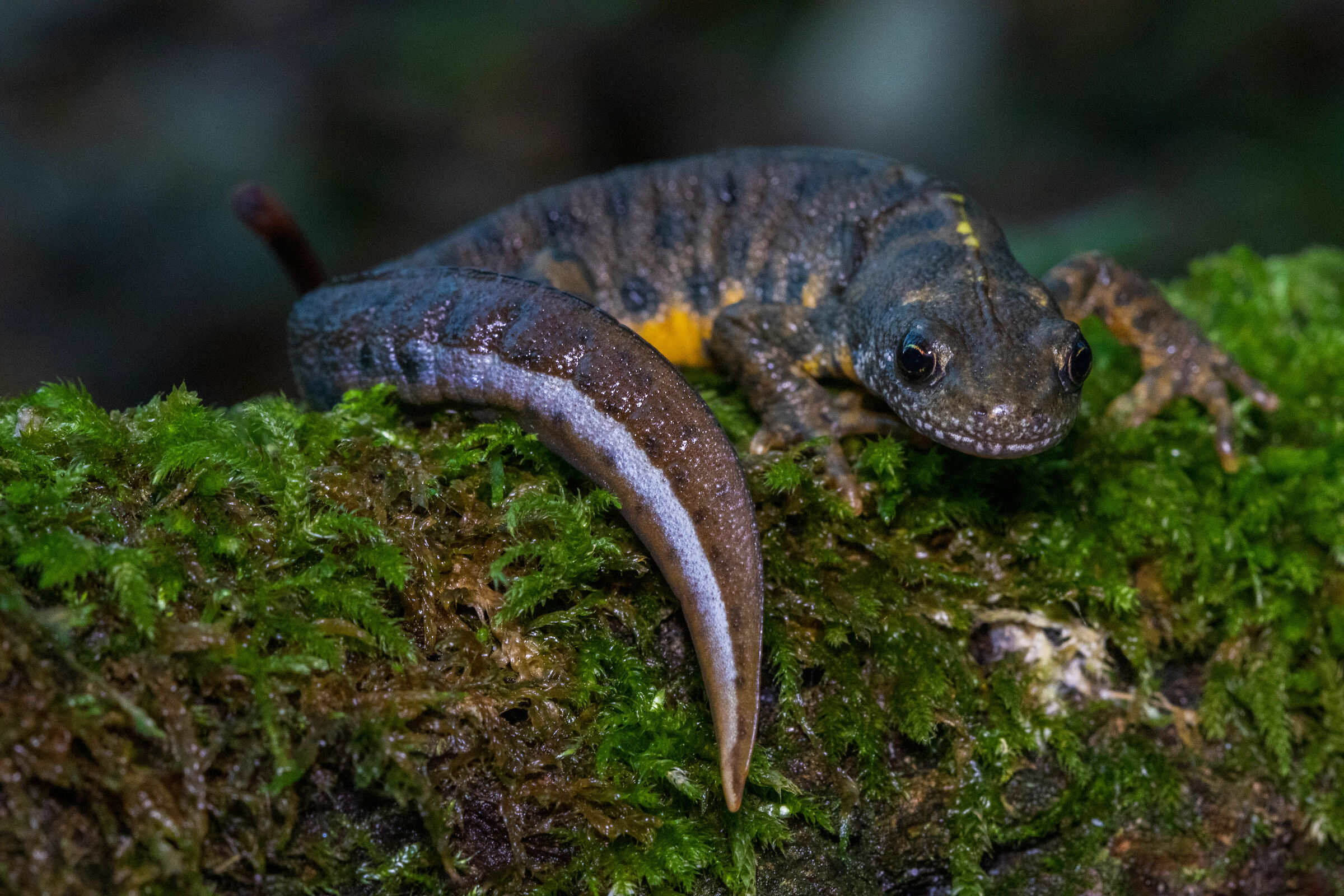 Salamander