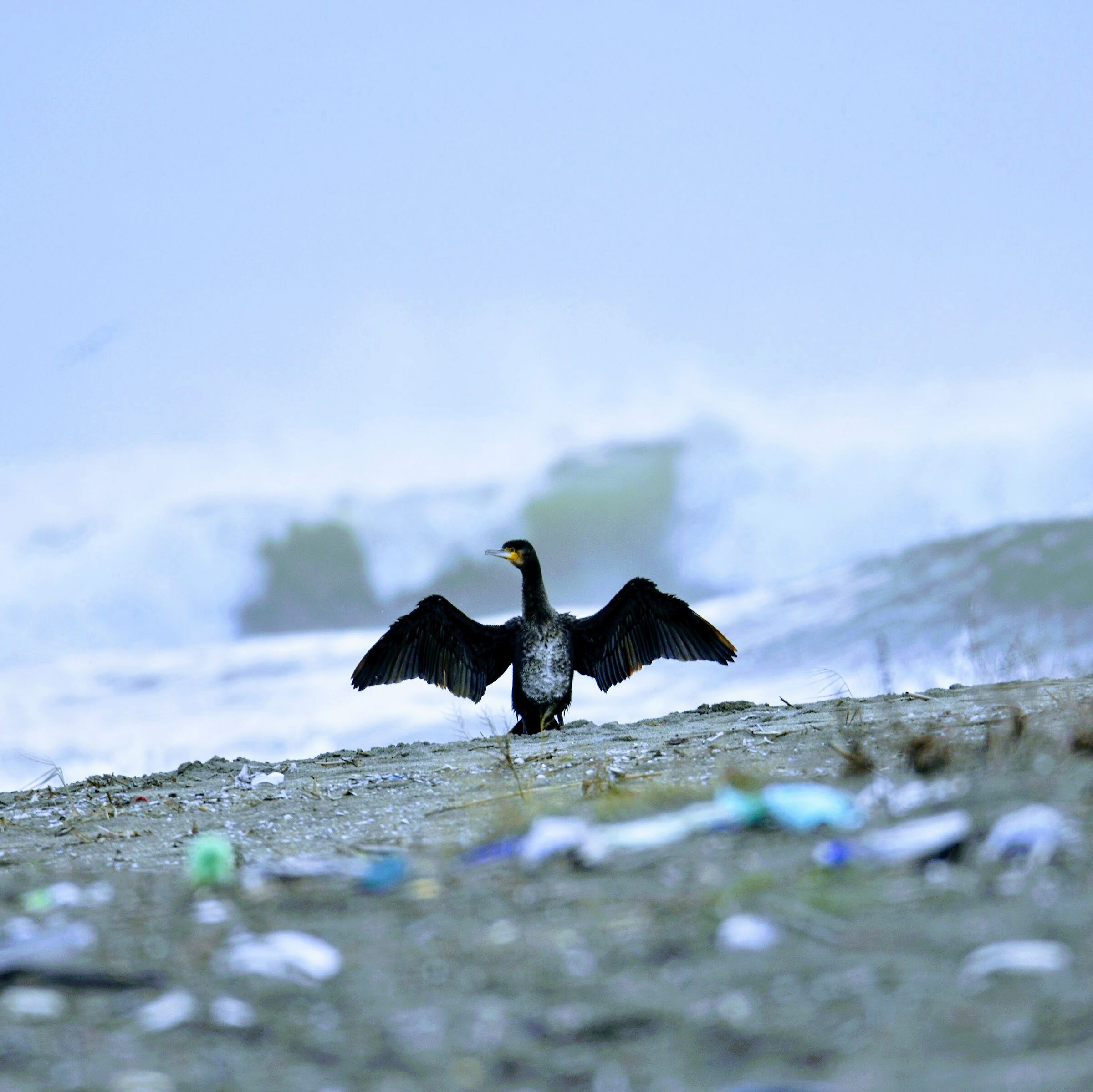 Crucified by human stupidity