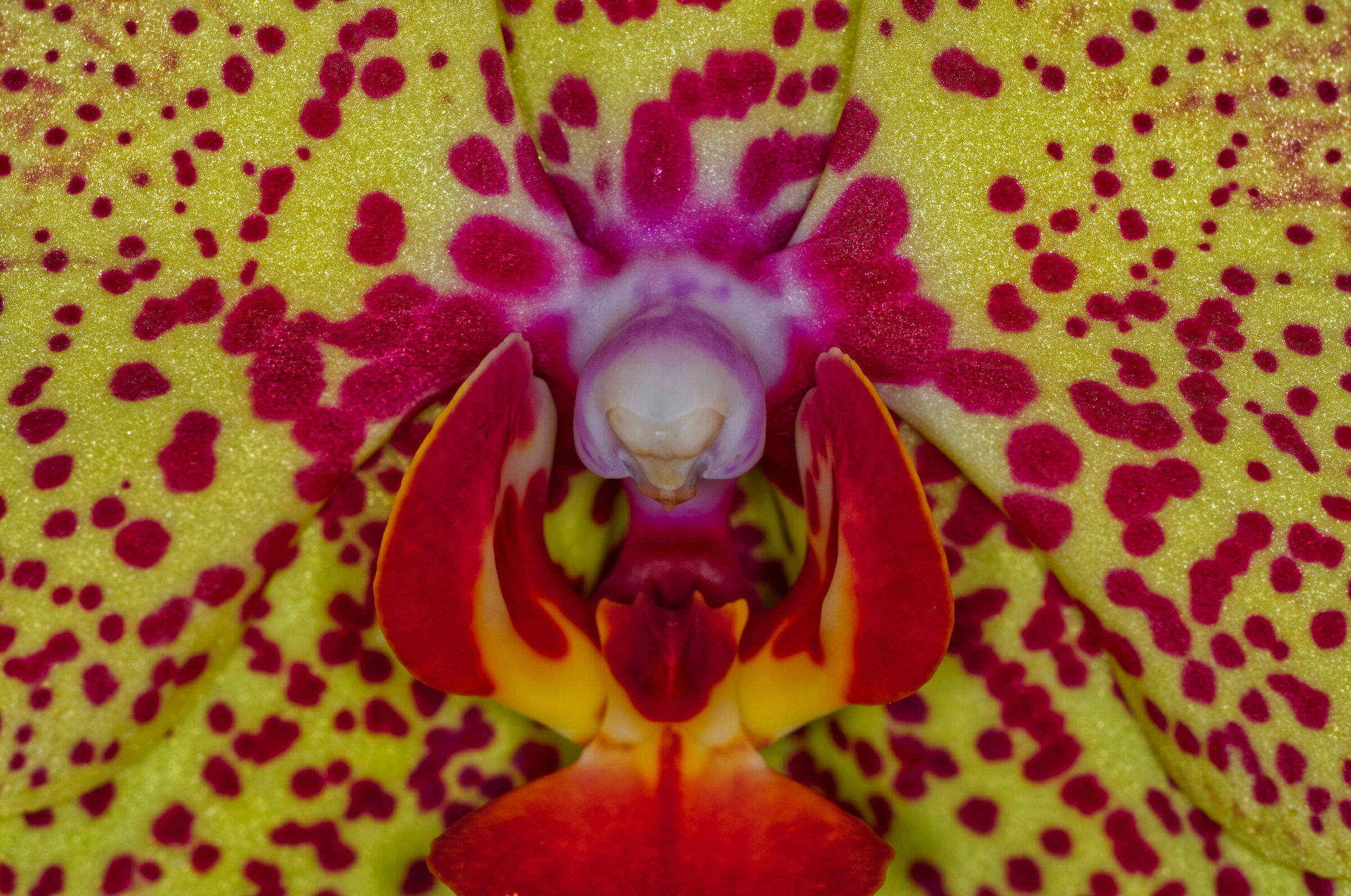 Orchid