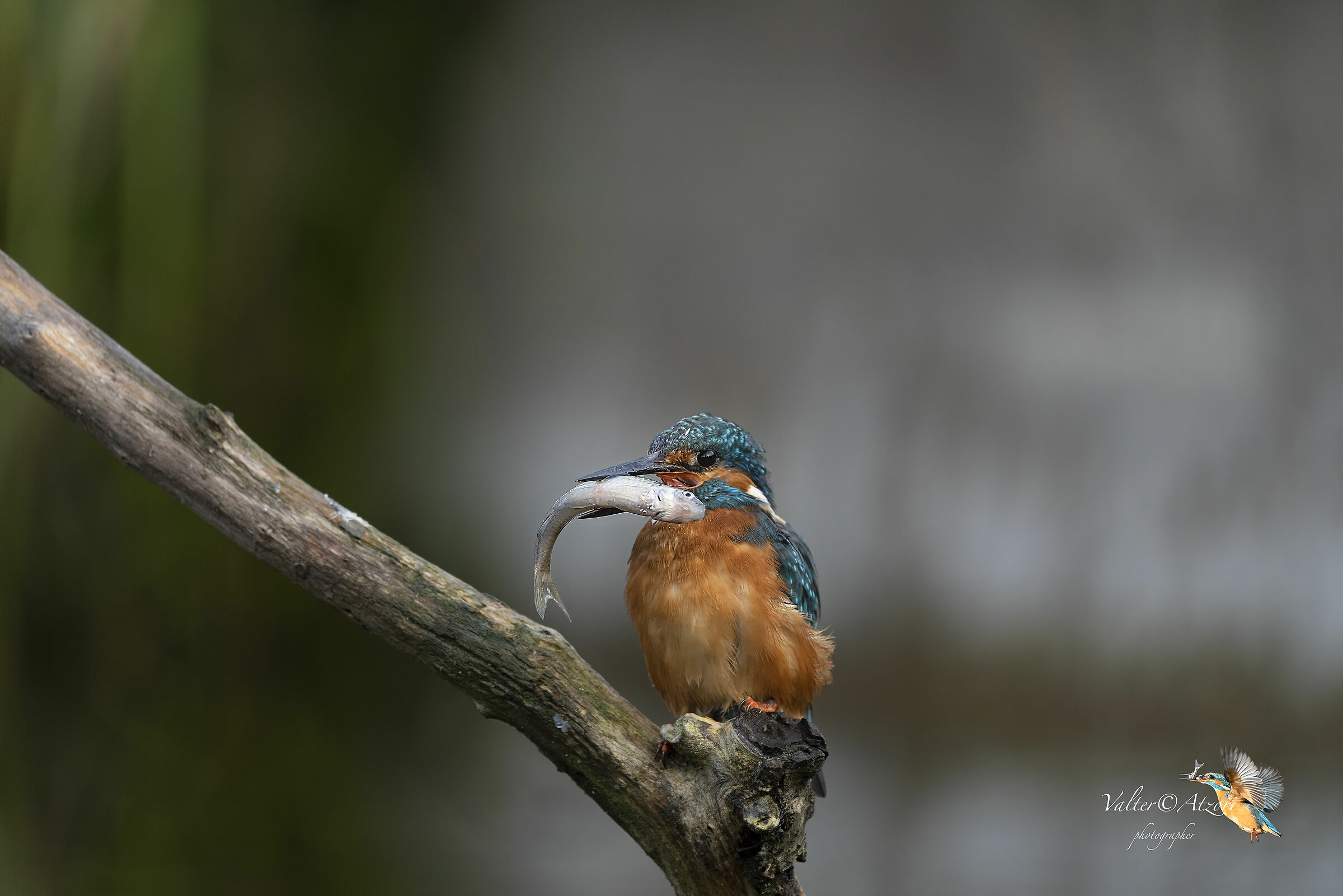 Martin Pescatore con preda