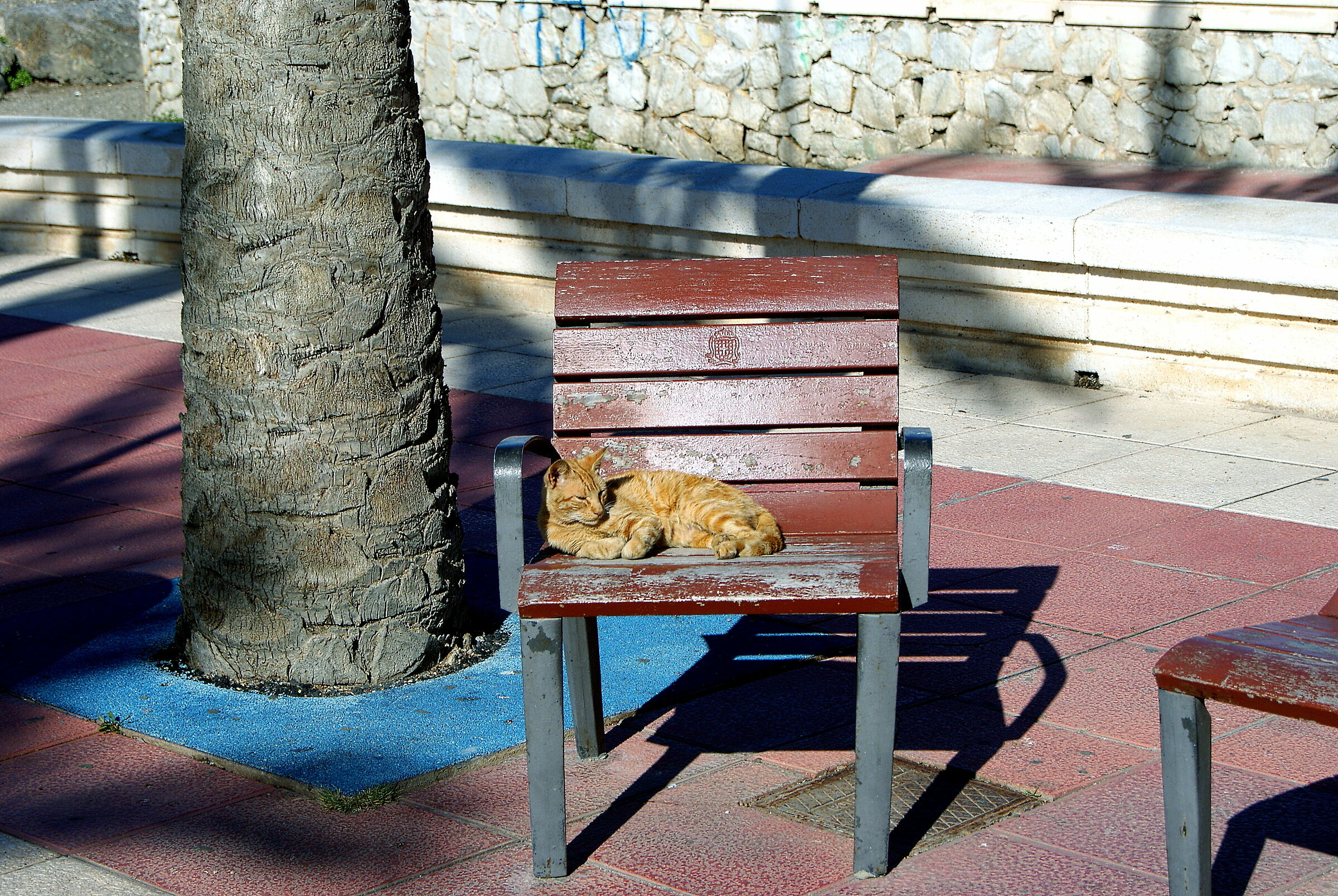 The Cat of "Almeida" II