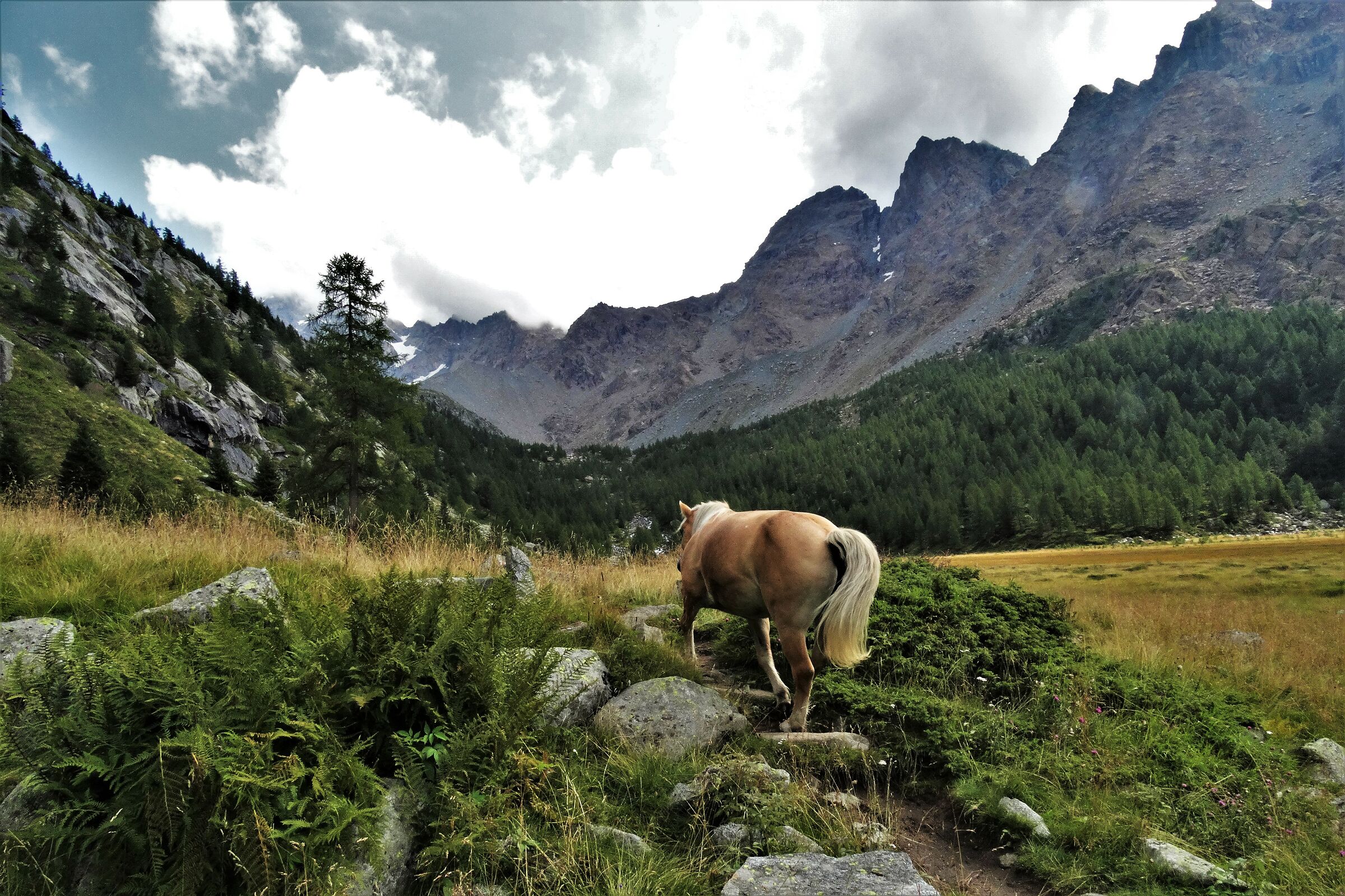 piana di predarossa (val masino)