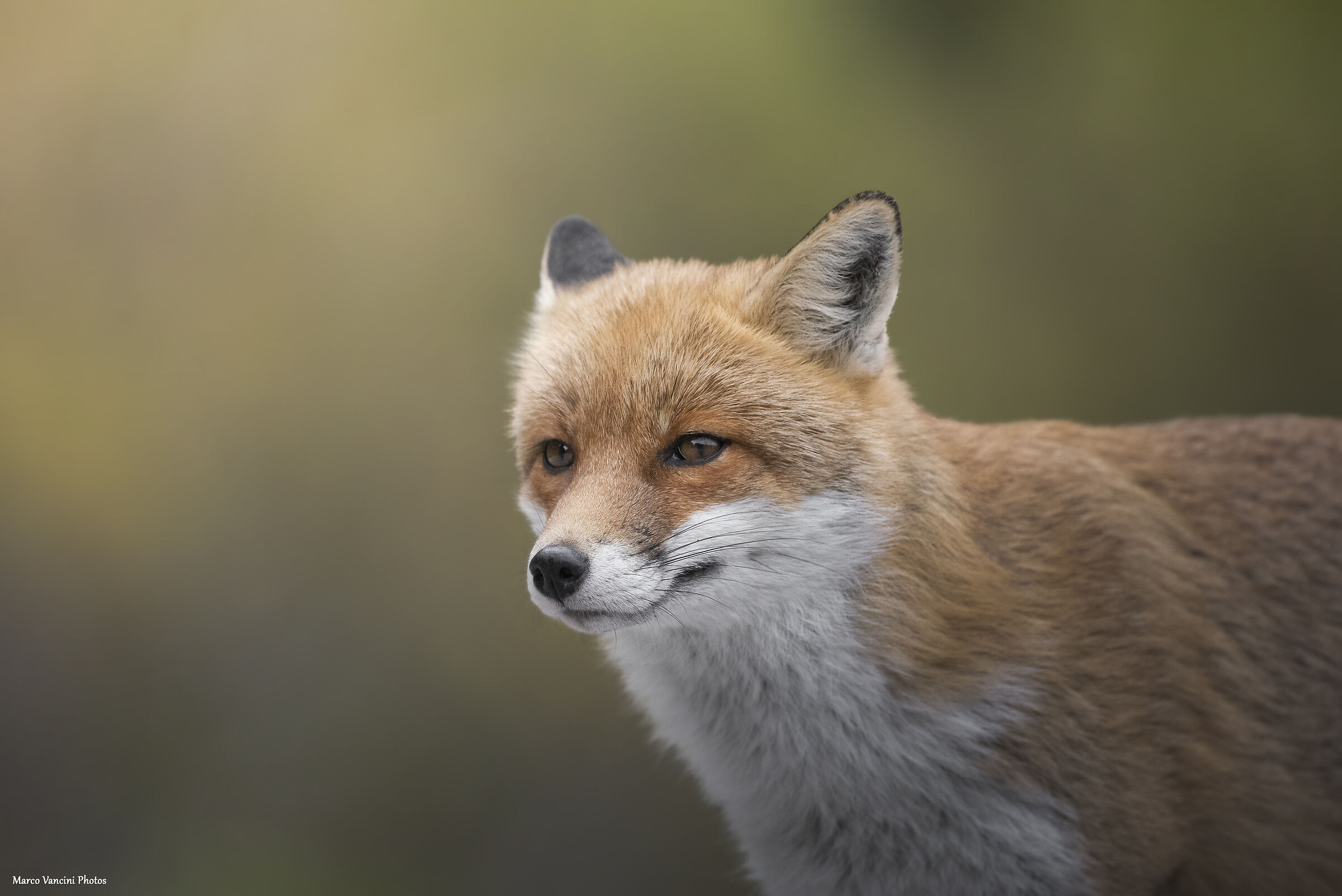 But how beautiful she is...