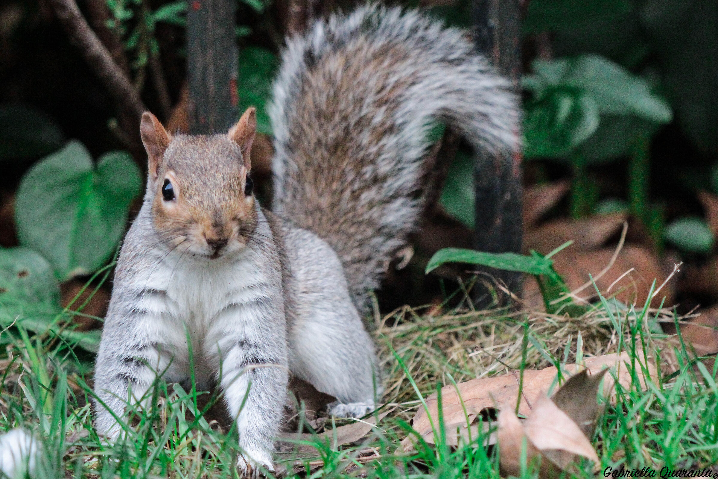 Little squirrel in Hyde Park