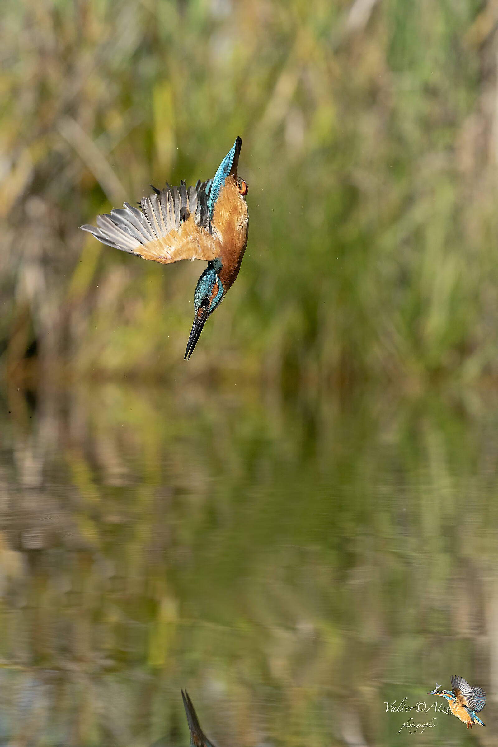 Martin Pescatore in discesa ad ali aperte