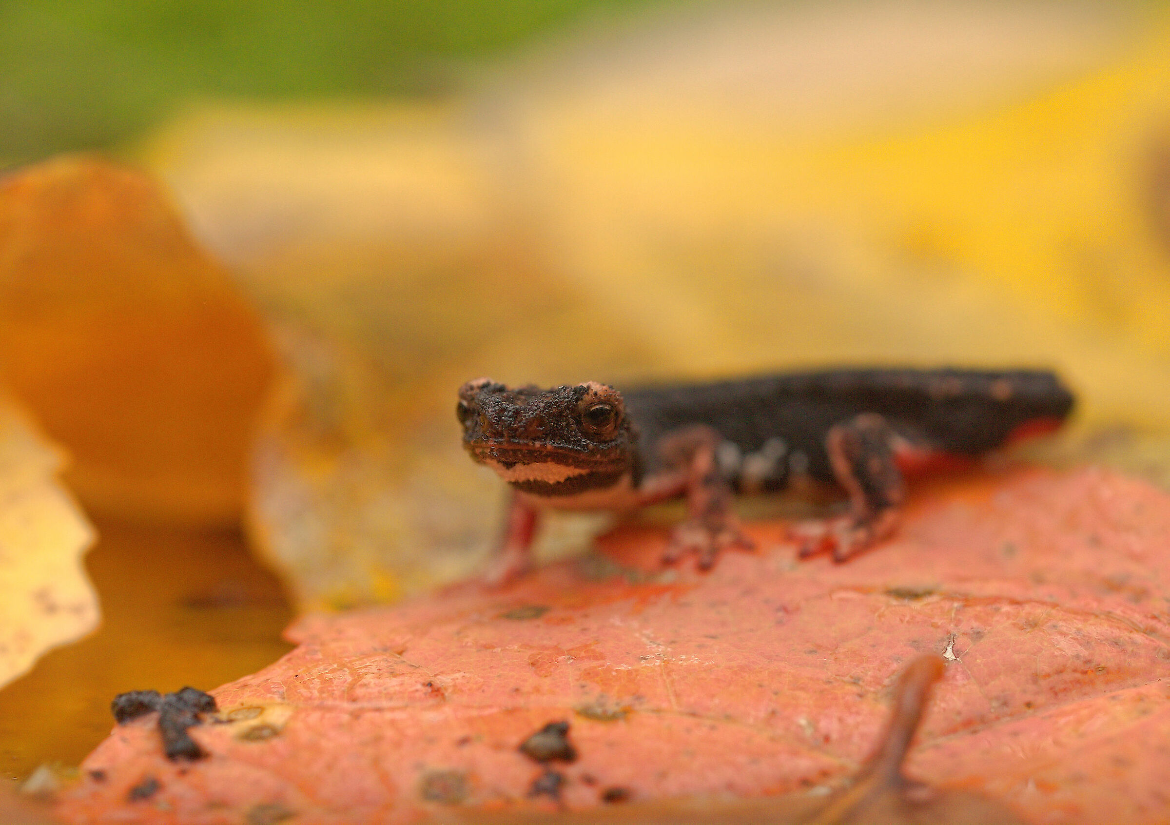 Glasses-wearing Salamander