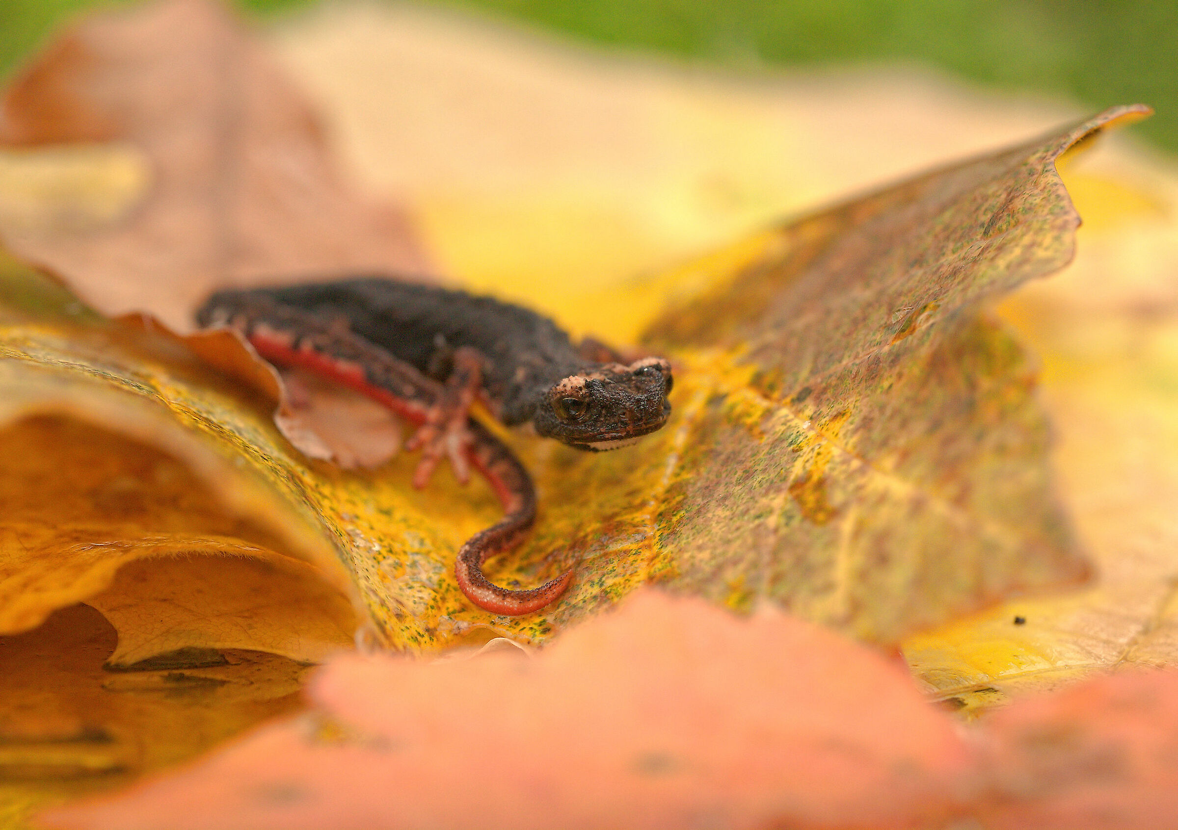 Glasses-wearing Salamander