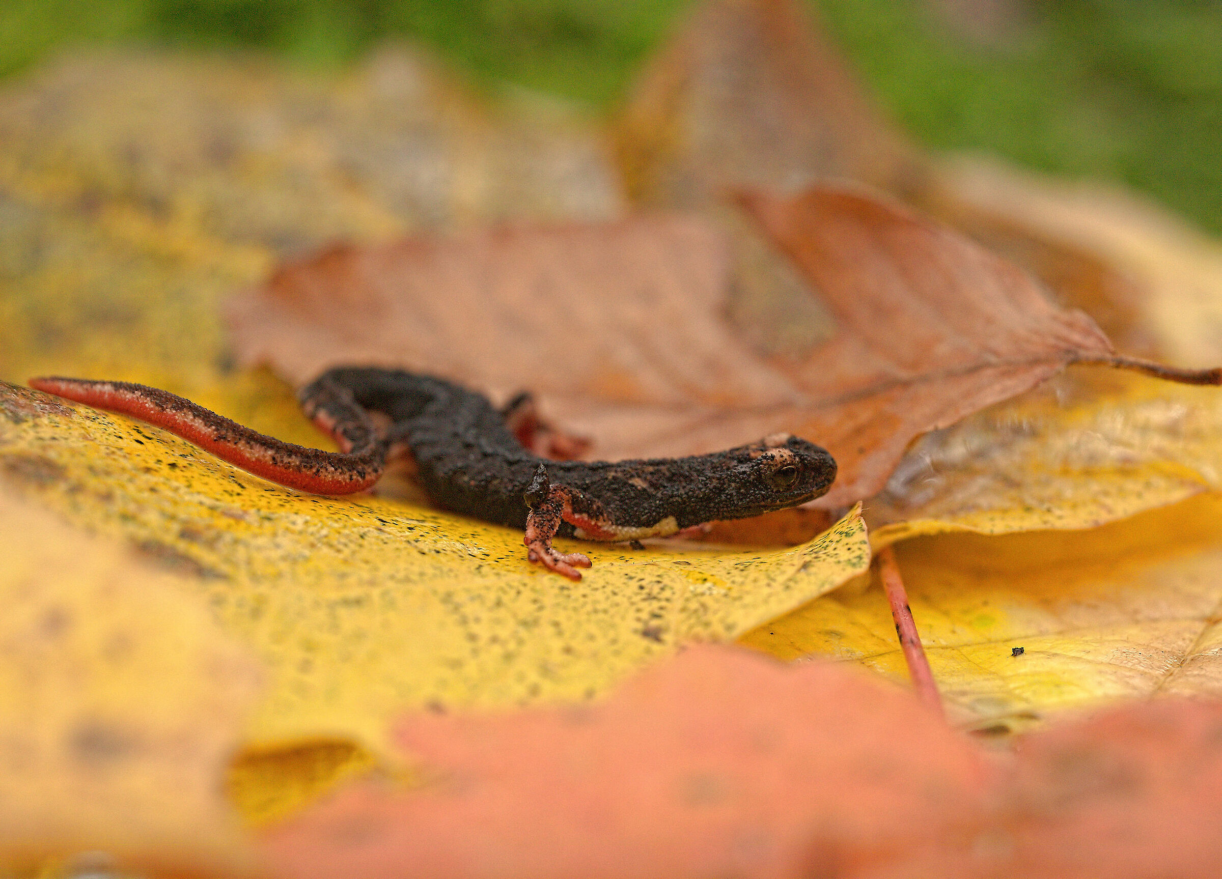 Glasses-wearing Salamander