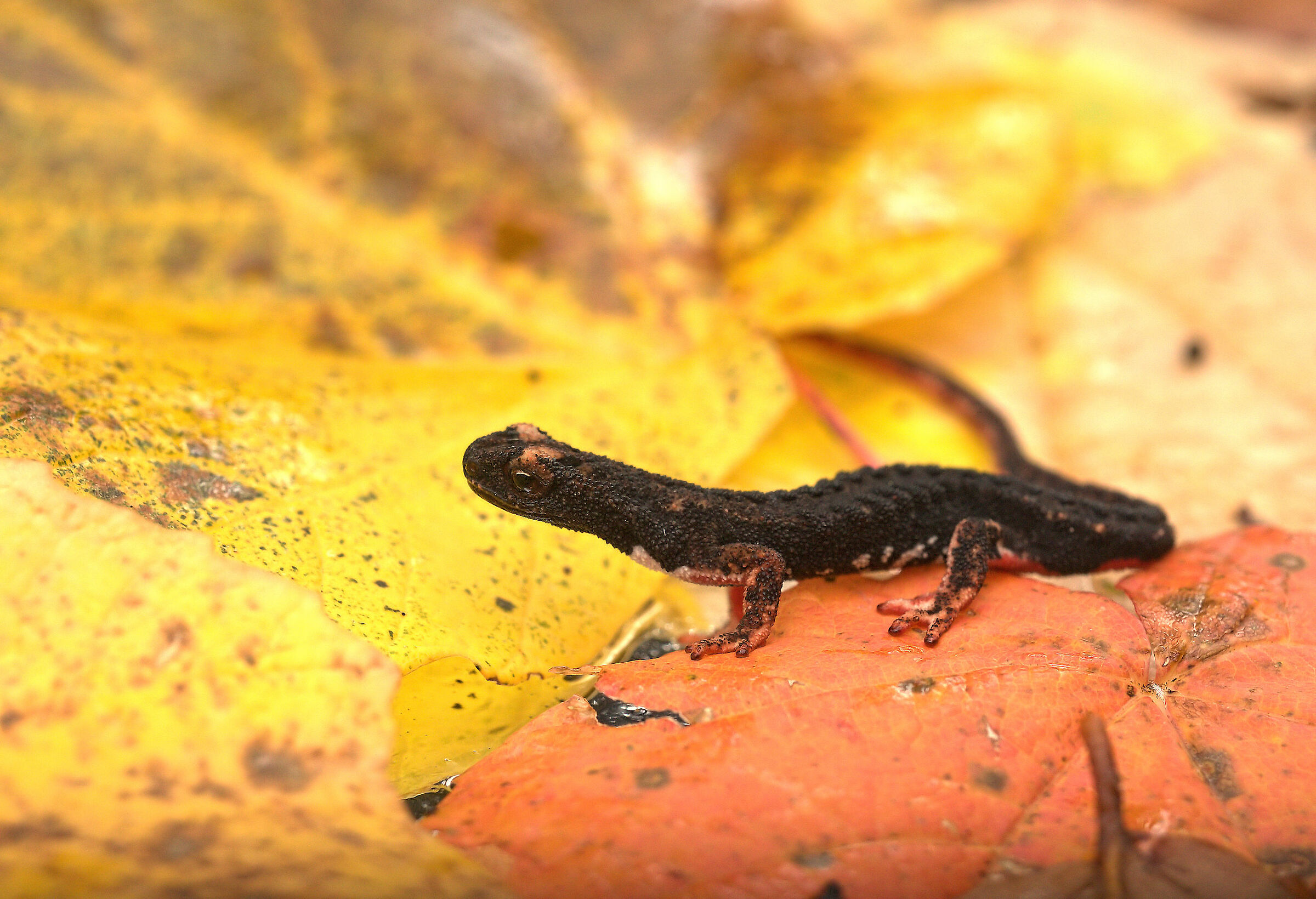 Glasses-wearing Salamander