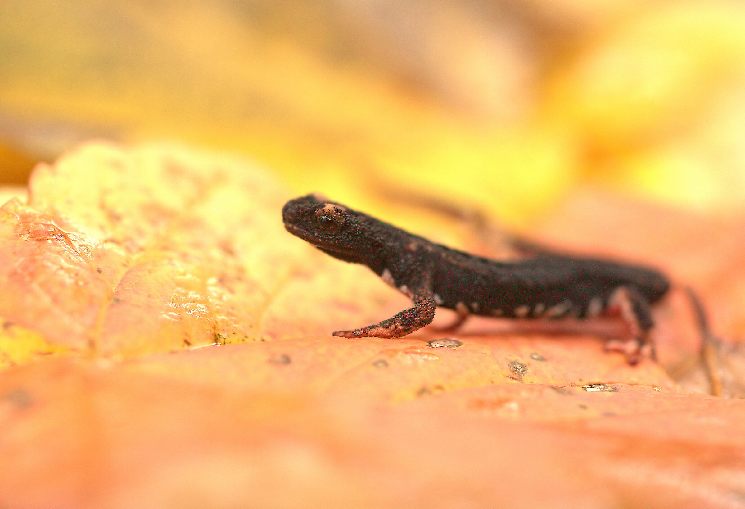 Glasses-wearing Salamander