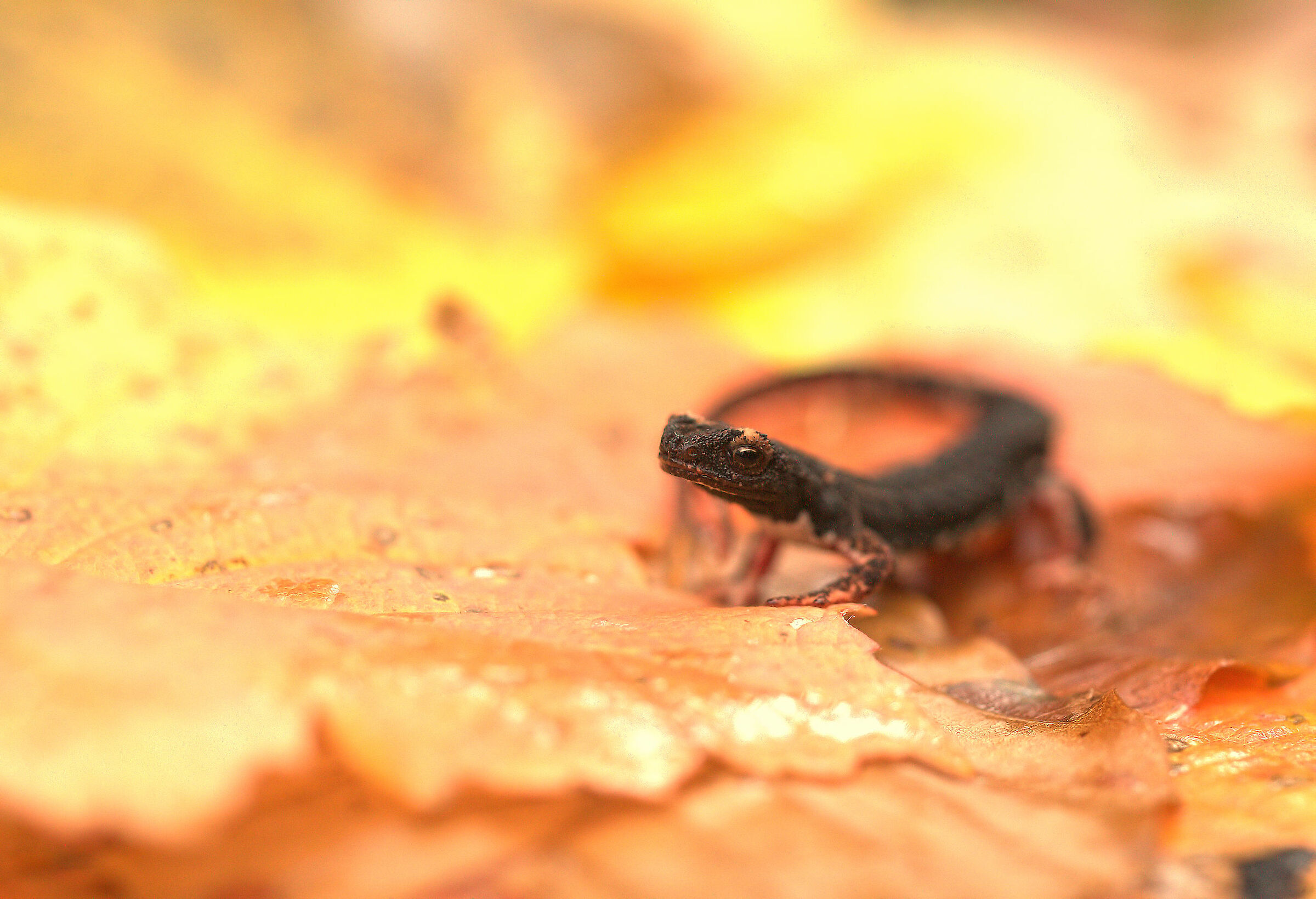 Glasses-wearing Salamander