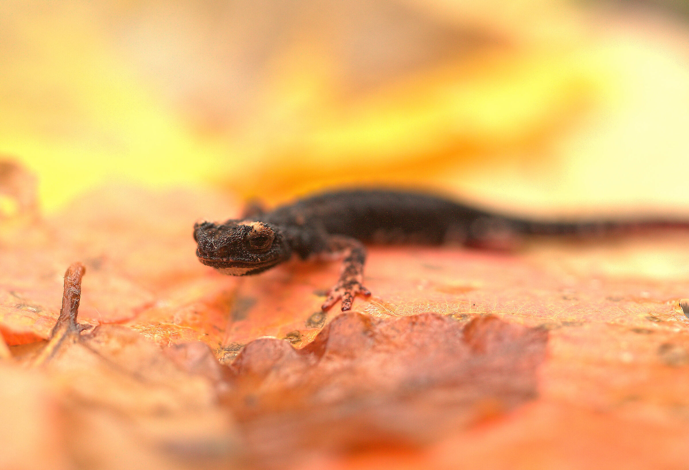 Glasses-wearing Salamander