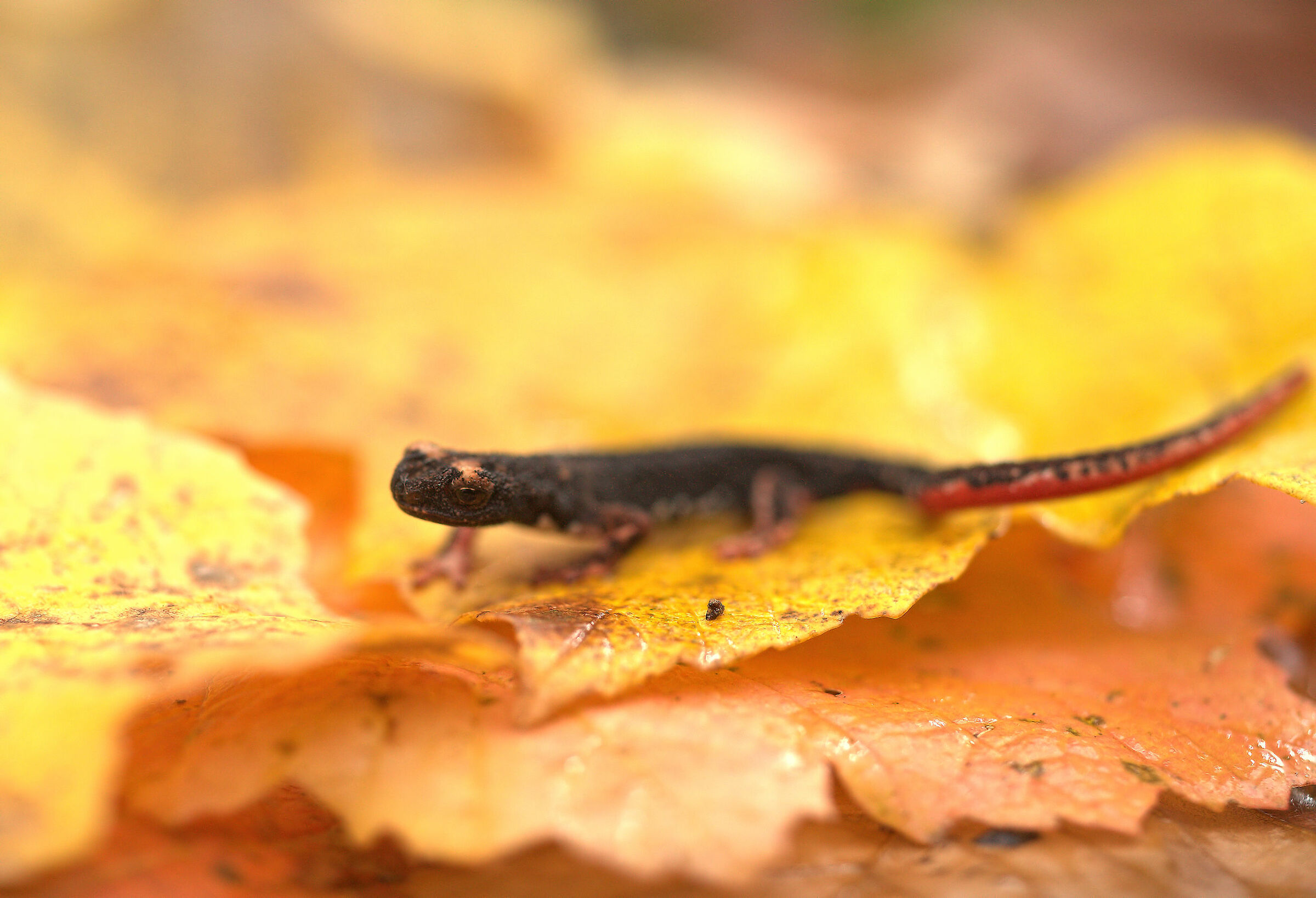 Glasses-wearing Salamander
