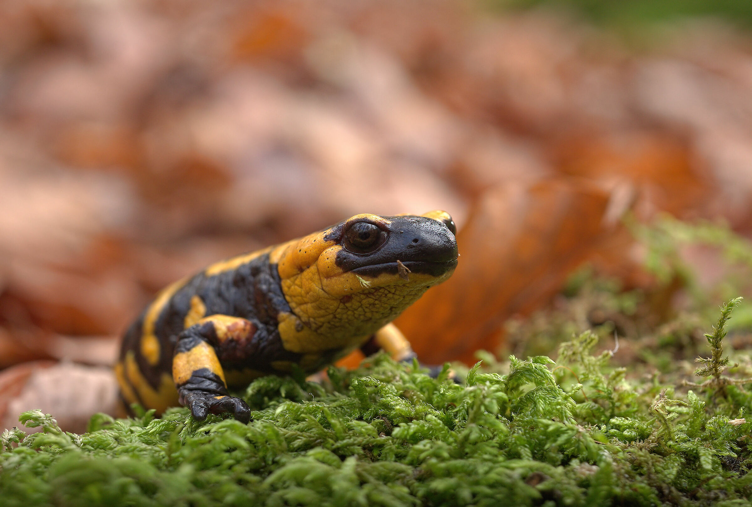 Peat Salamandra Gigliolii