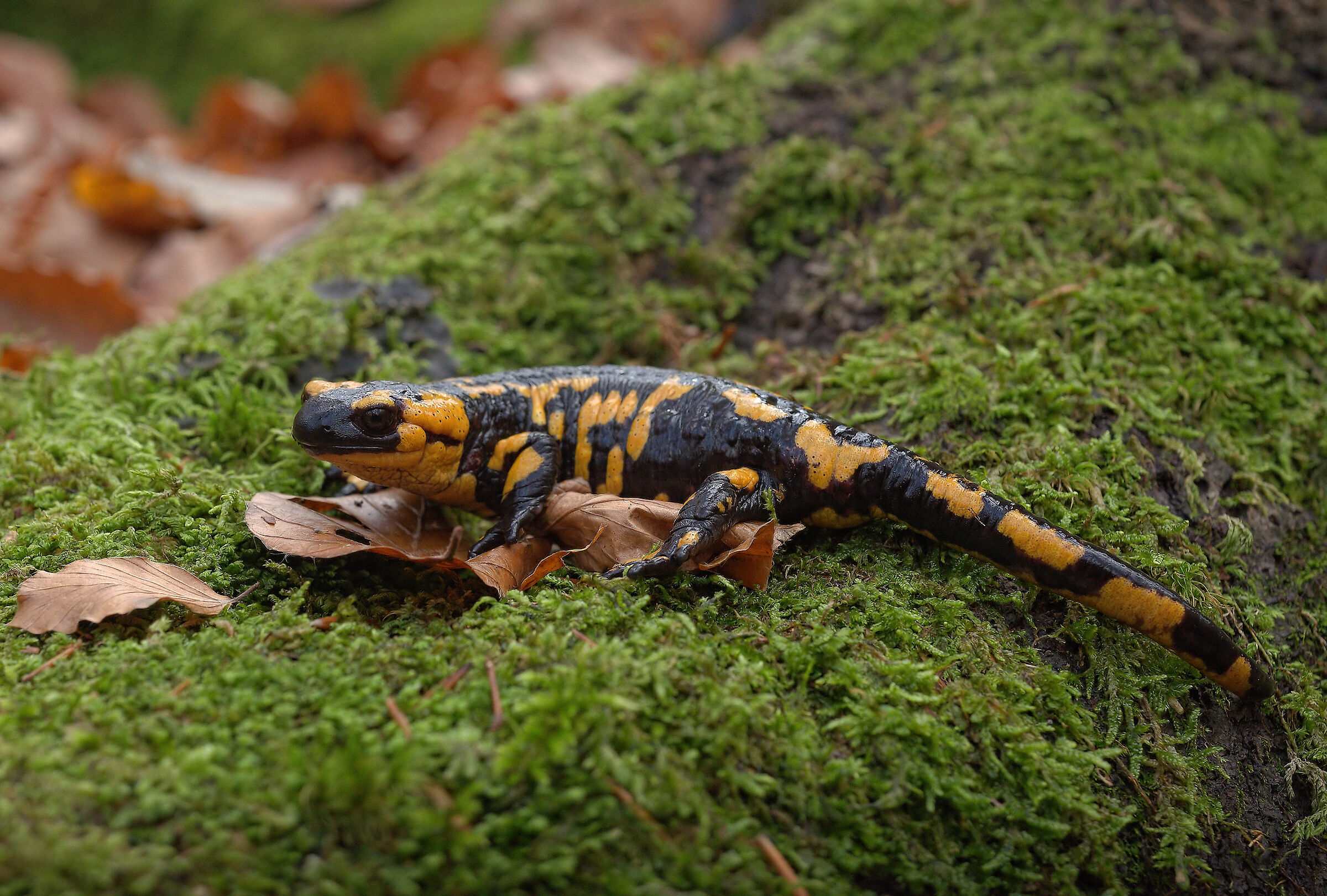 Peat Salamandra Gigliolii