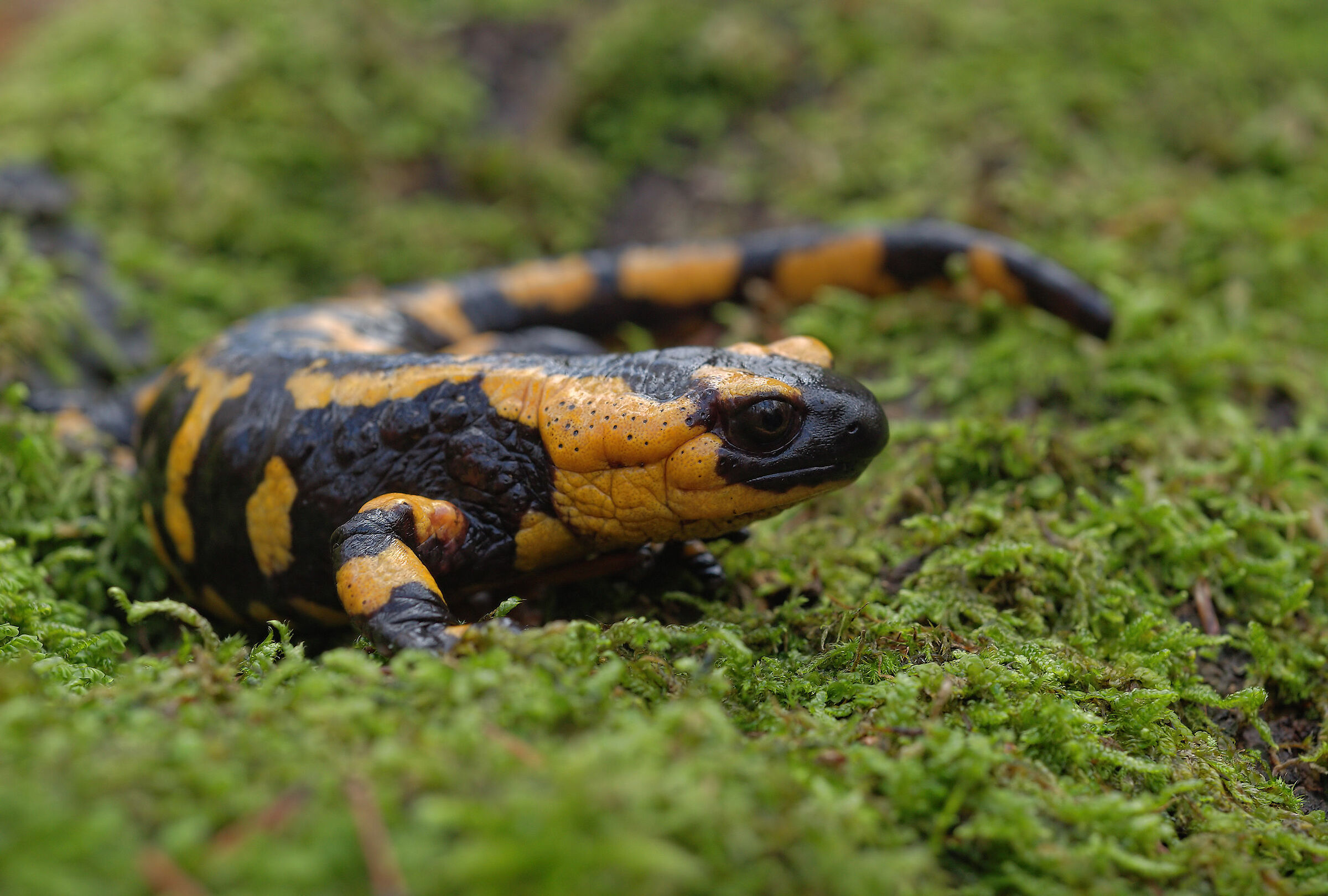 Peat Salamandra Gigliolii