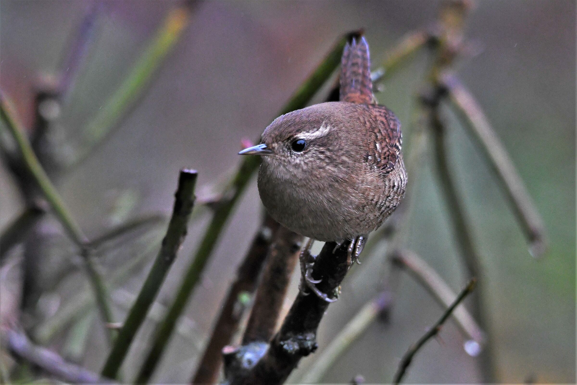 Wren