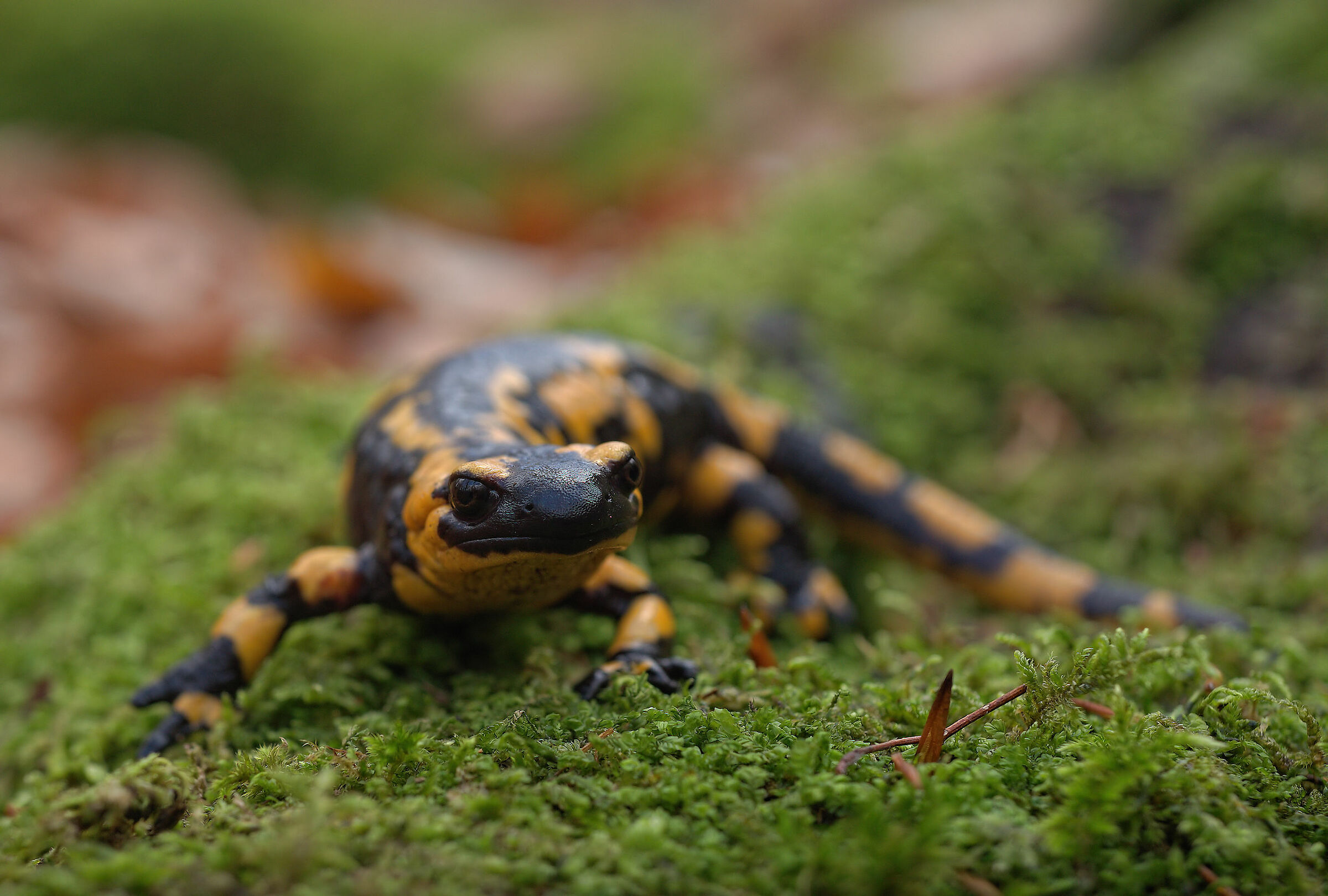 Peat Salamandra Gigliolii