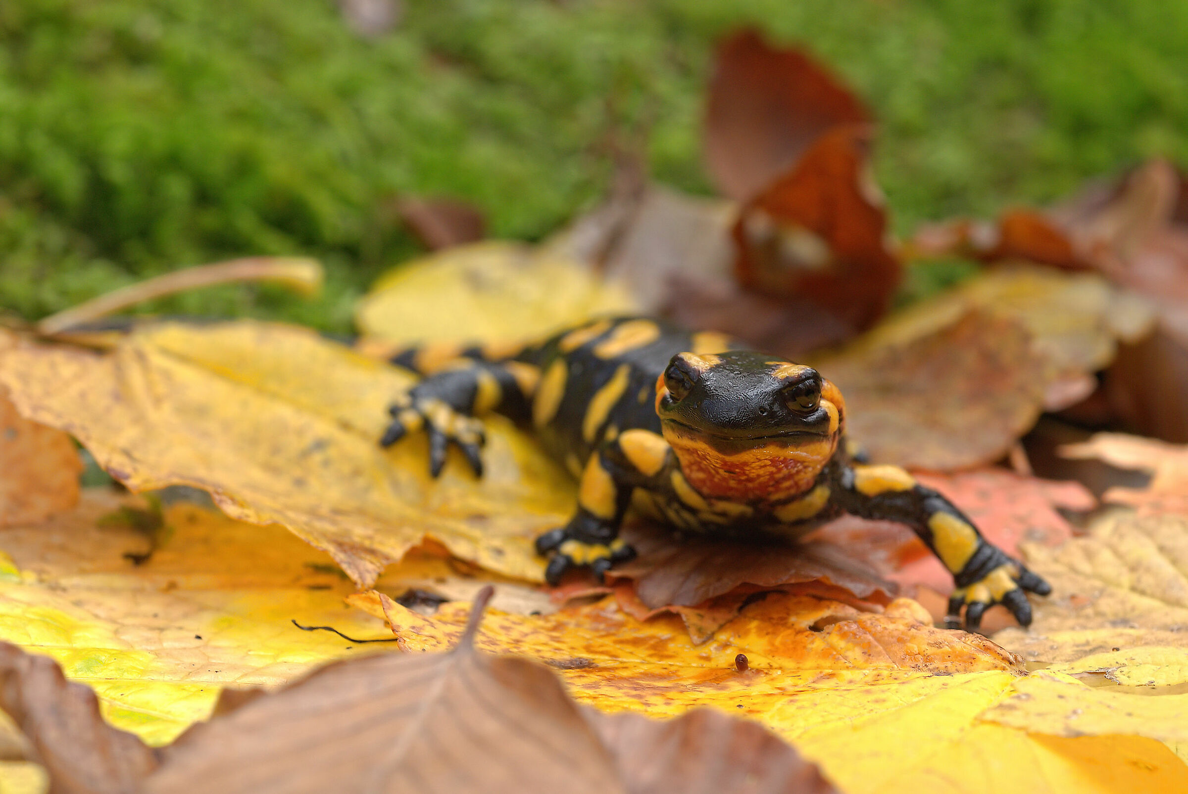 Peat Salamandra Gigliolii