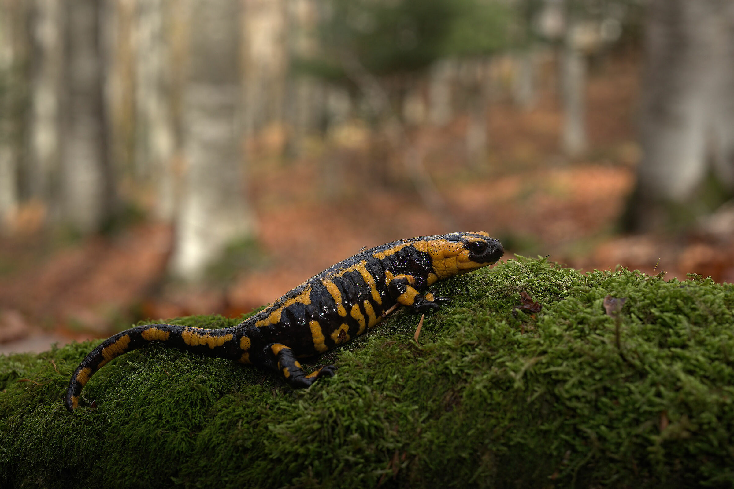 Peat Salamandra Gigliolii