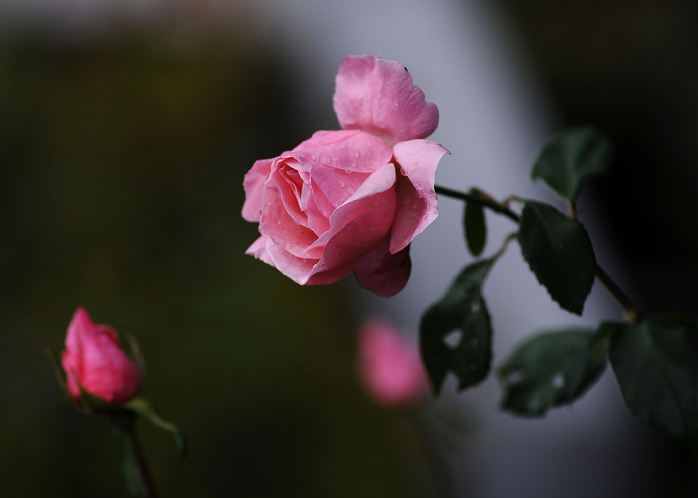 Autumn Shots (Rose)