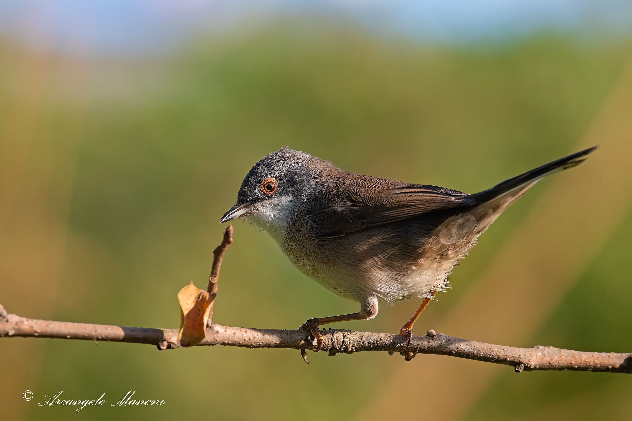 The female of the cooked eye