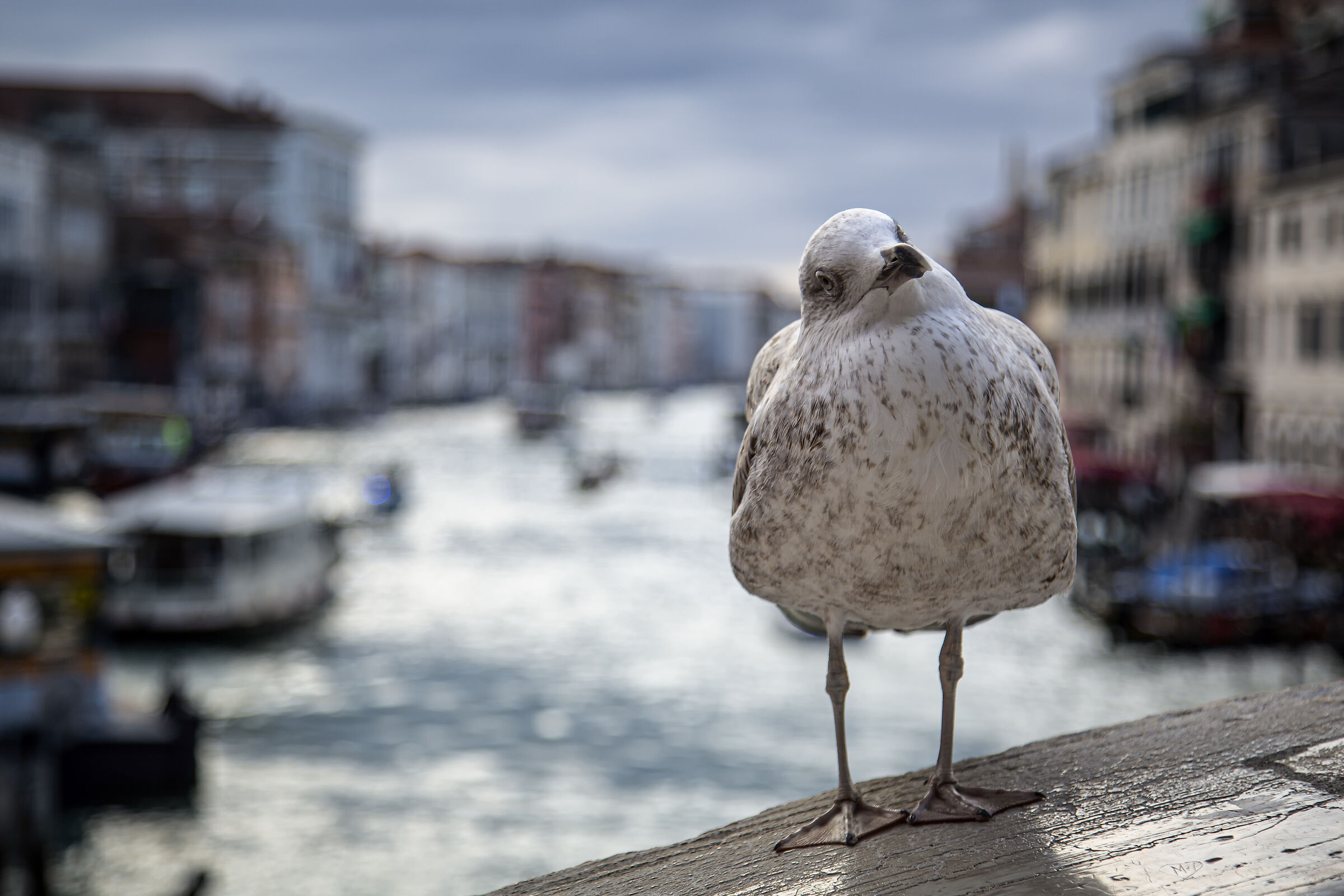 A cage posing on the rialto bridge in Venice