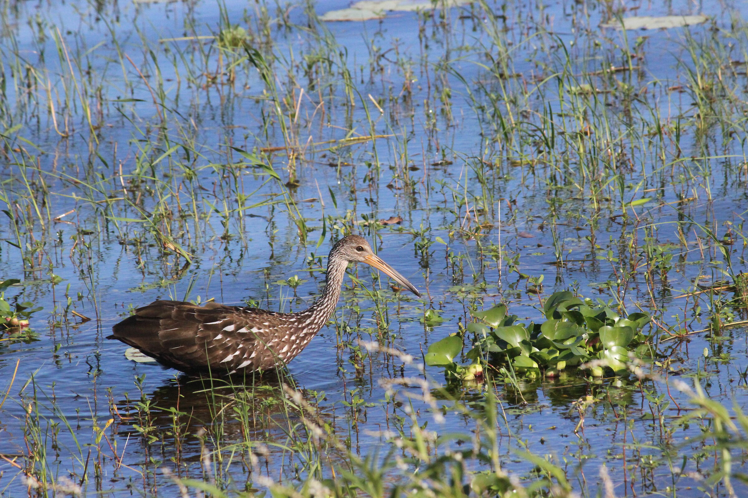 Central florrarities: Limpkin -Kissemee Lake