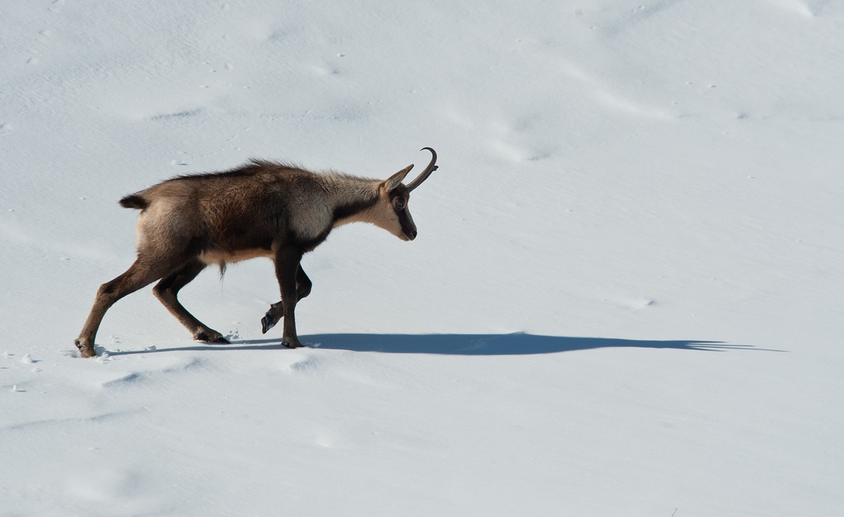 chamois