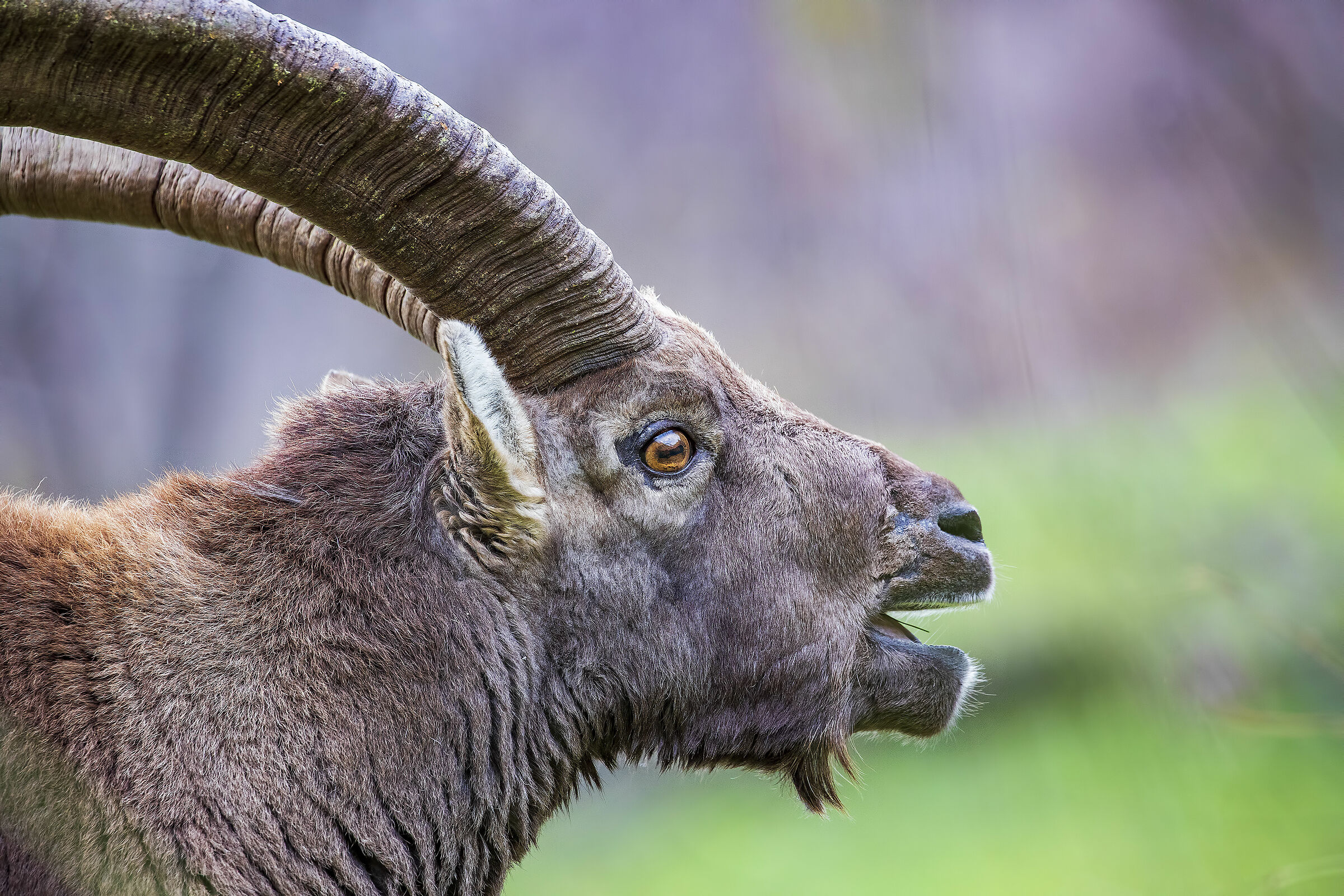 Alpine ibex