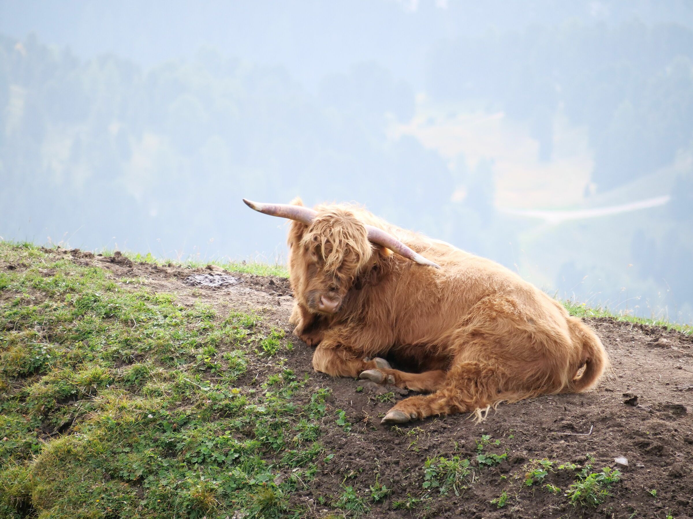 Scottish cow