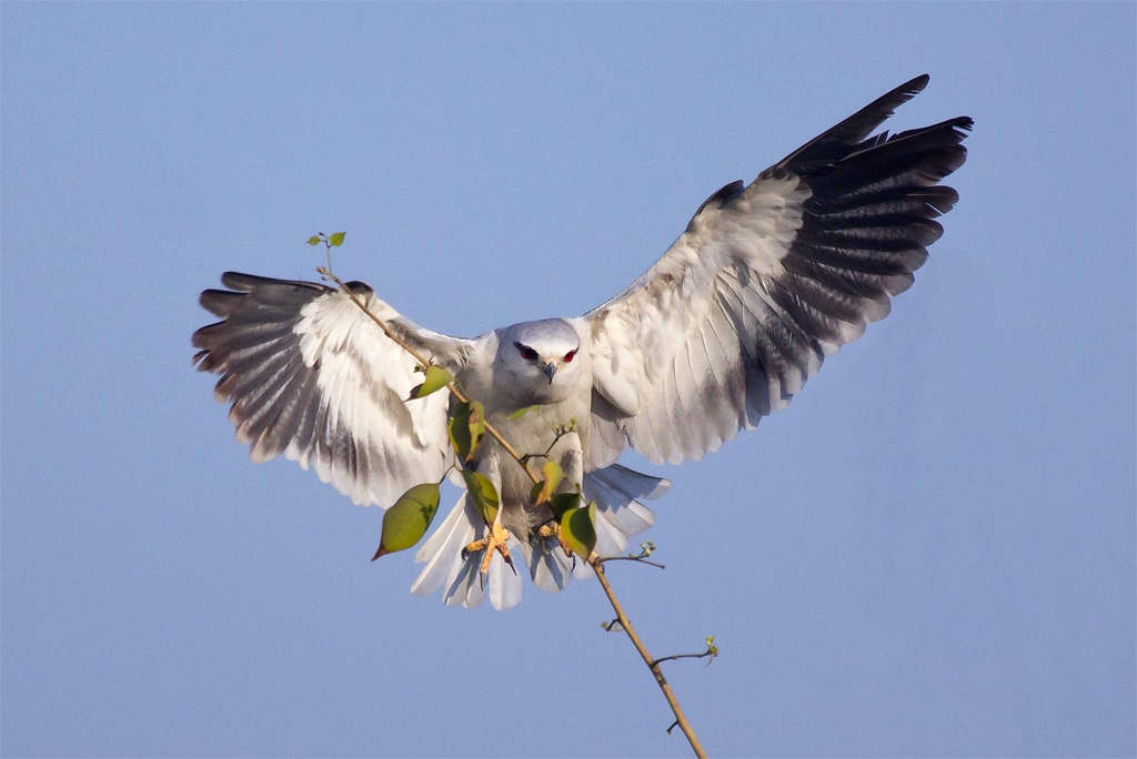 Landing Black Shouldered Kite.