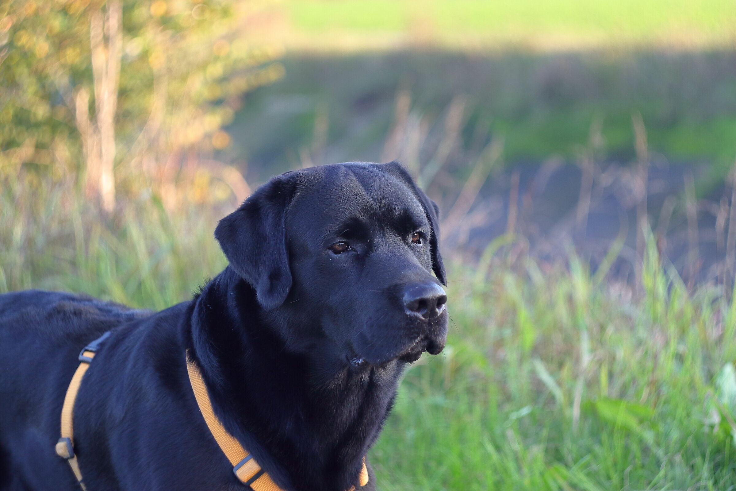 Lars the black Lab - 1