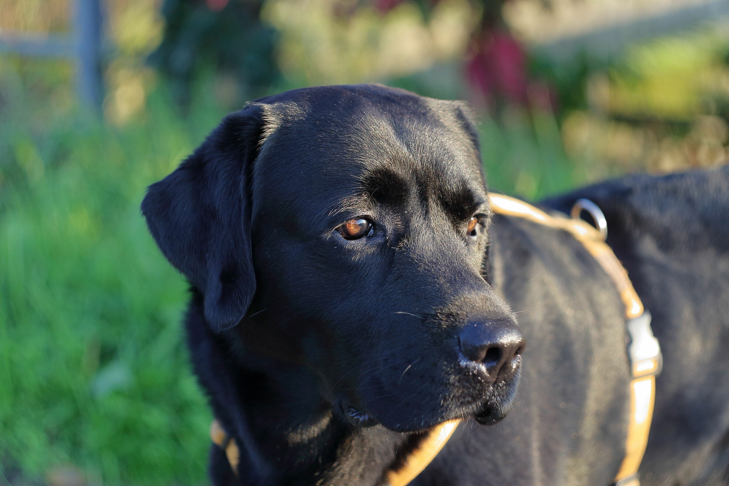 Lars the black Lab - 2