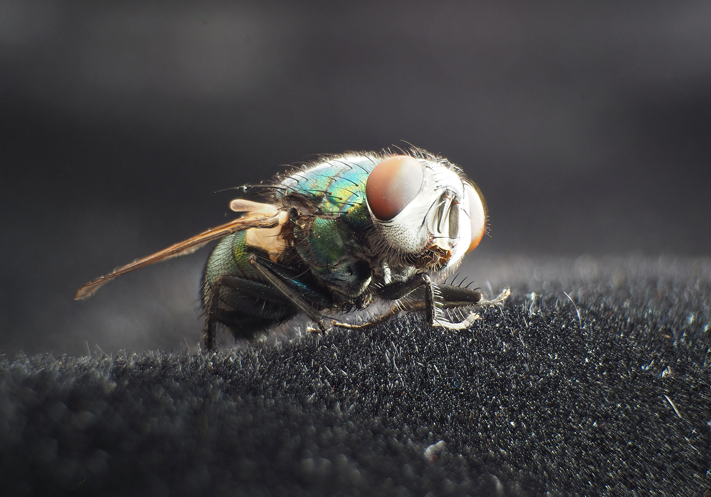 Mosca verde Lucilia sericata