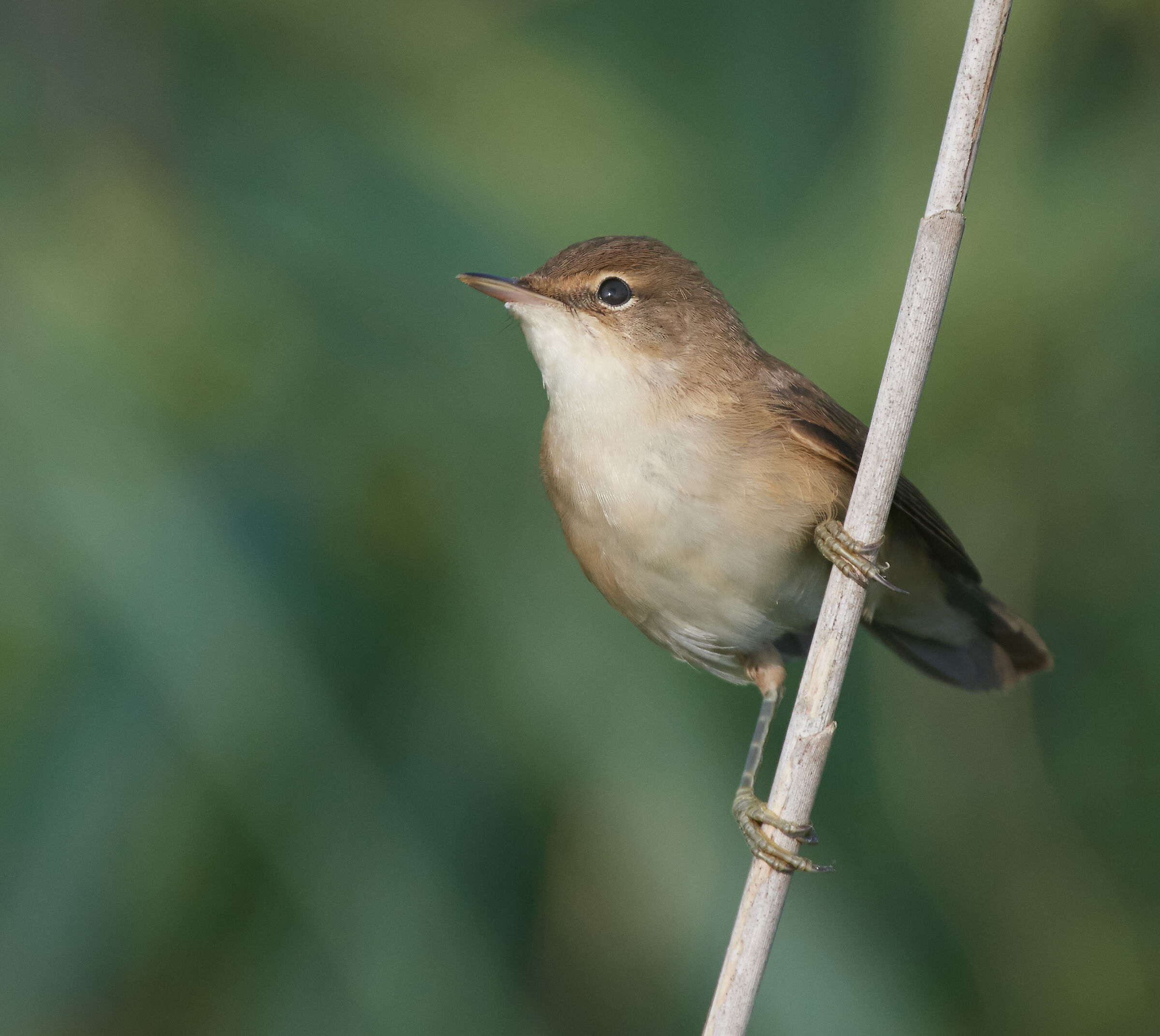 Reed Warbler