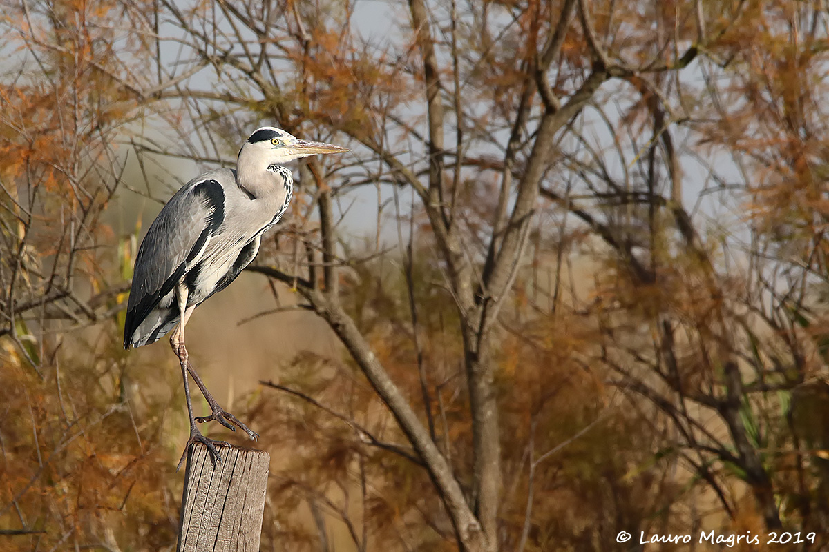 Circus heron