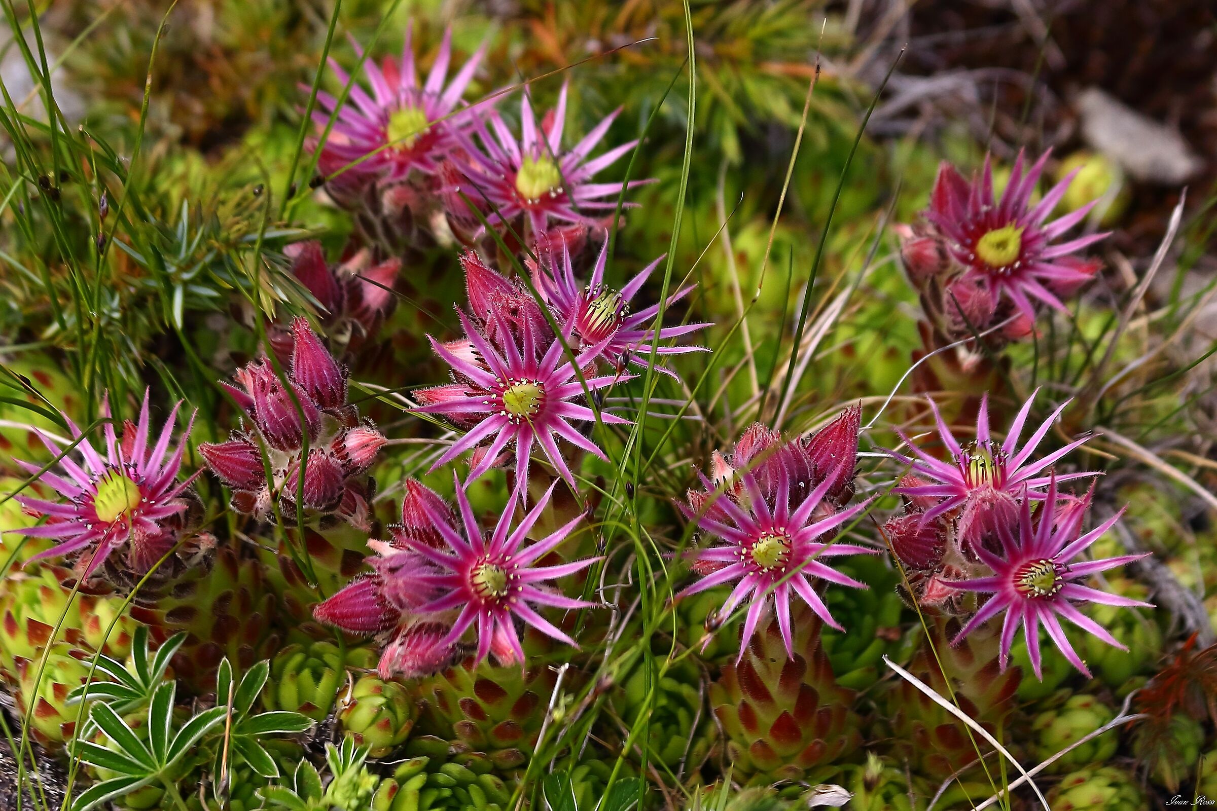 Ragnateloso semprevivo