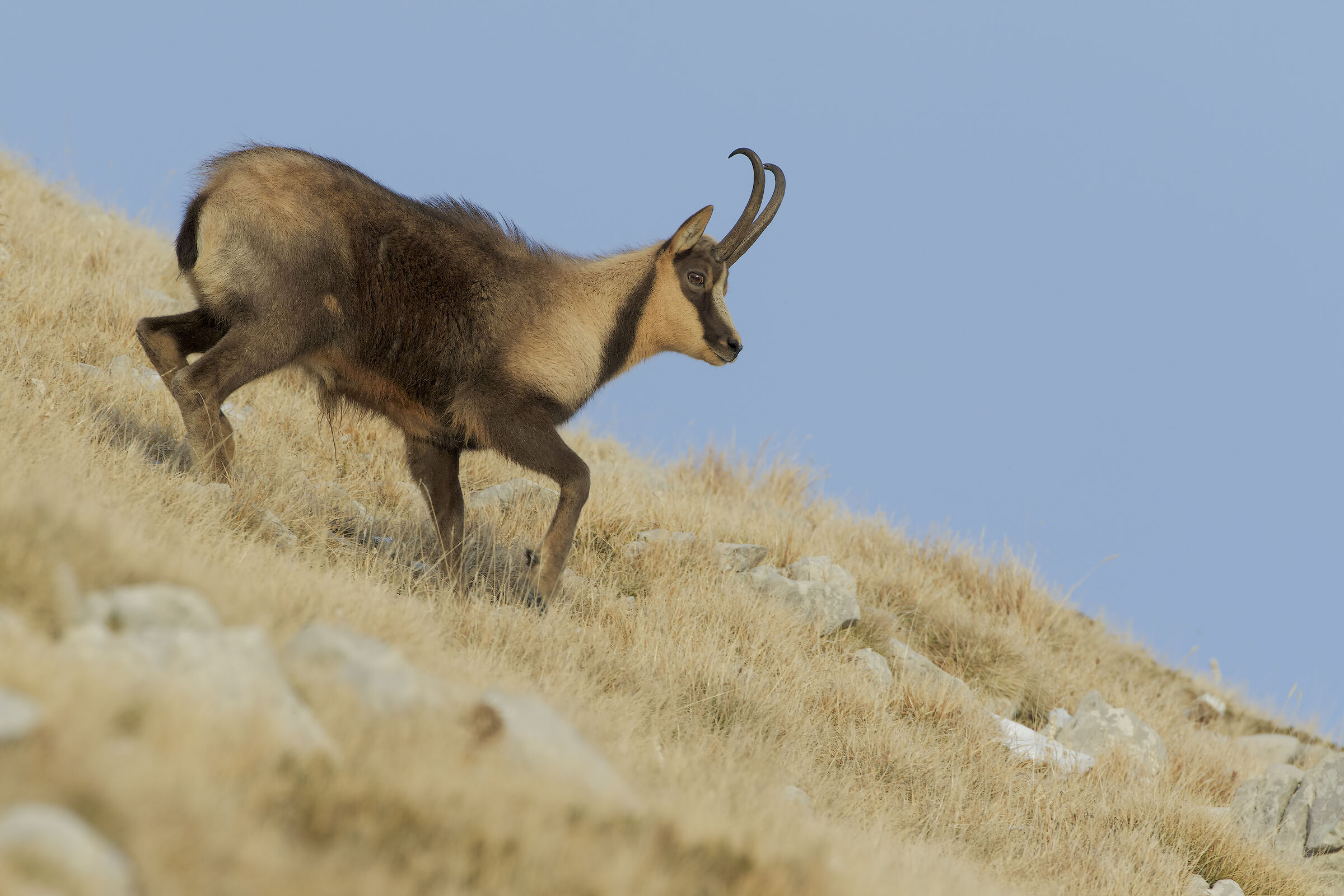 Camoscio appenninico