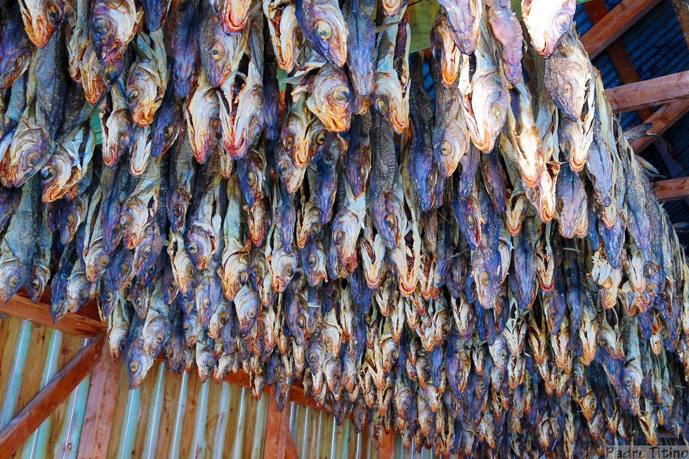 Stoccafisso in stagionatura