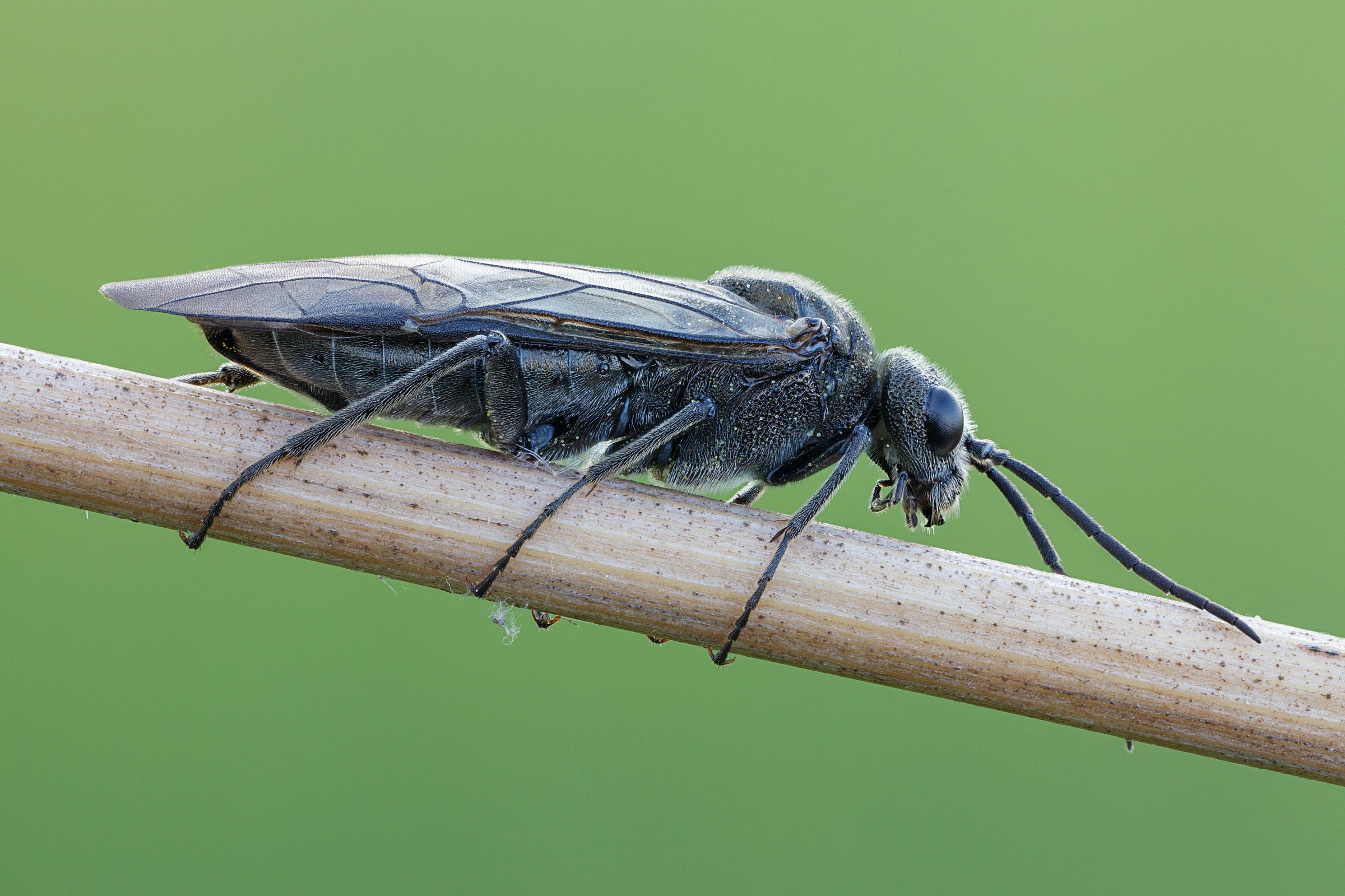 Sawfly