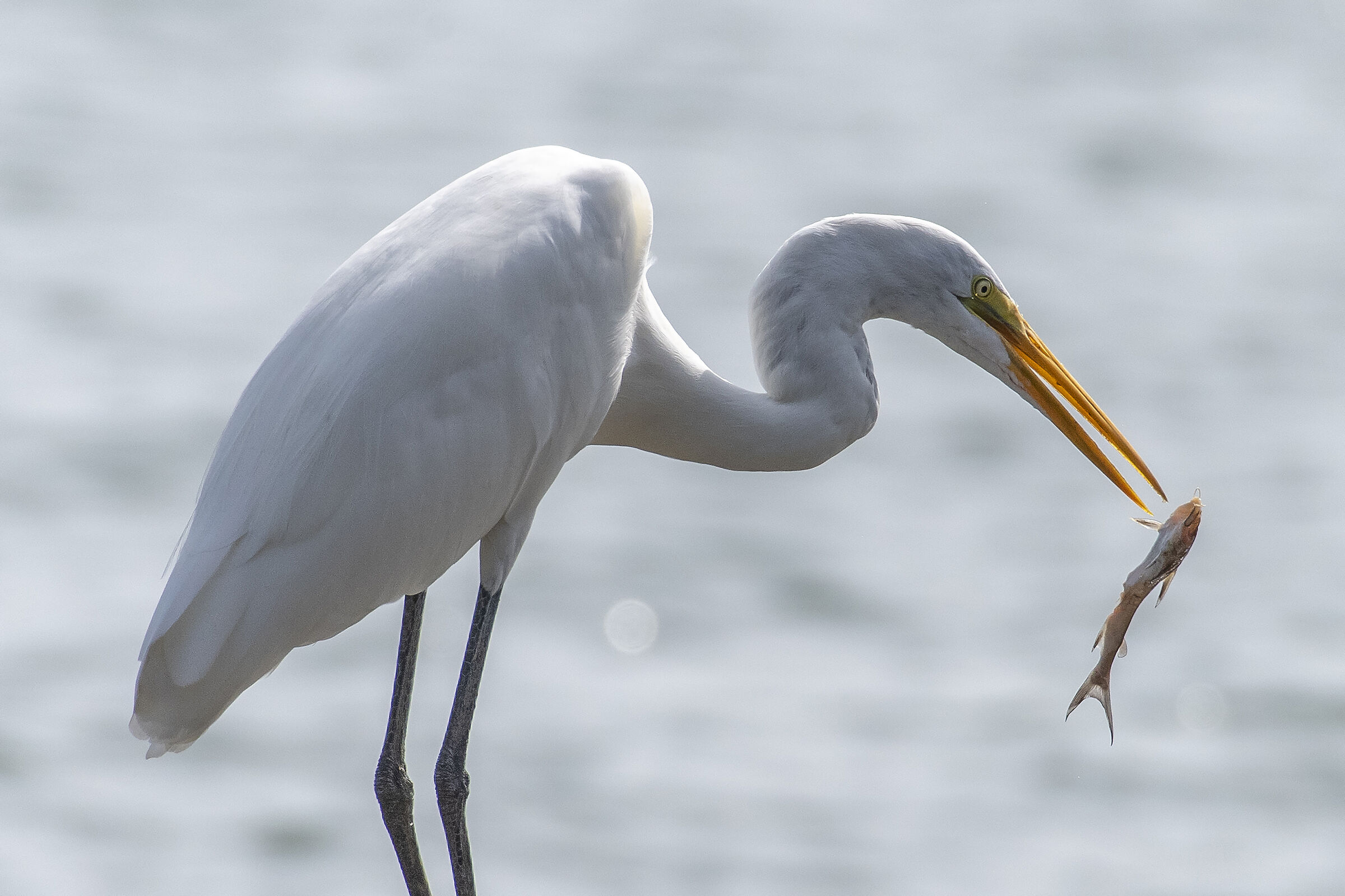 Ardea alba o Airone Bianco