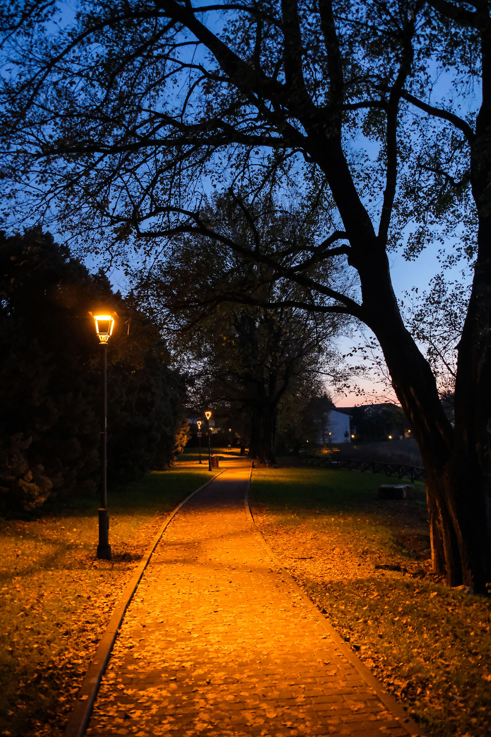 avenue at the park at night