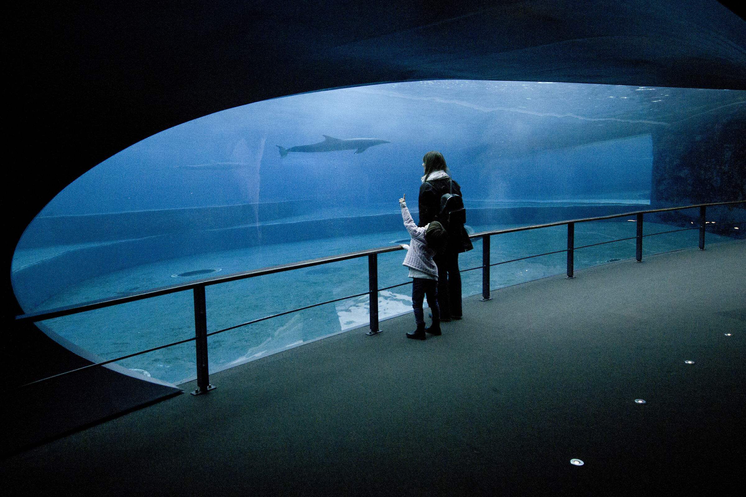 Marvelated by dolphins