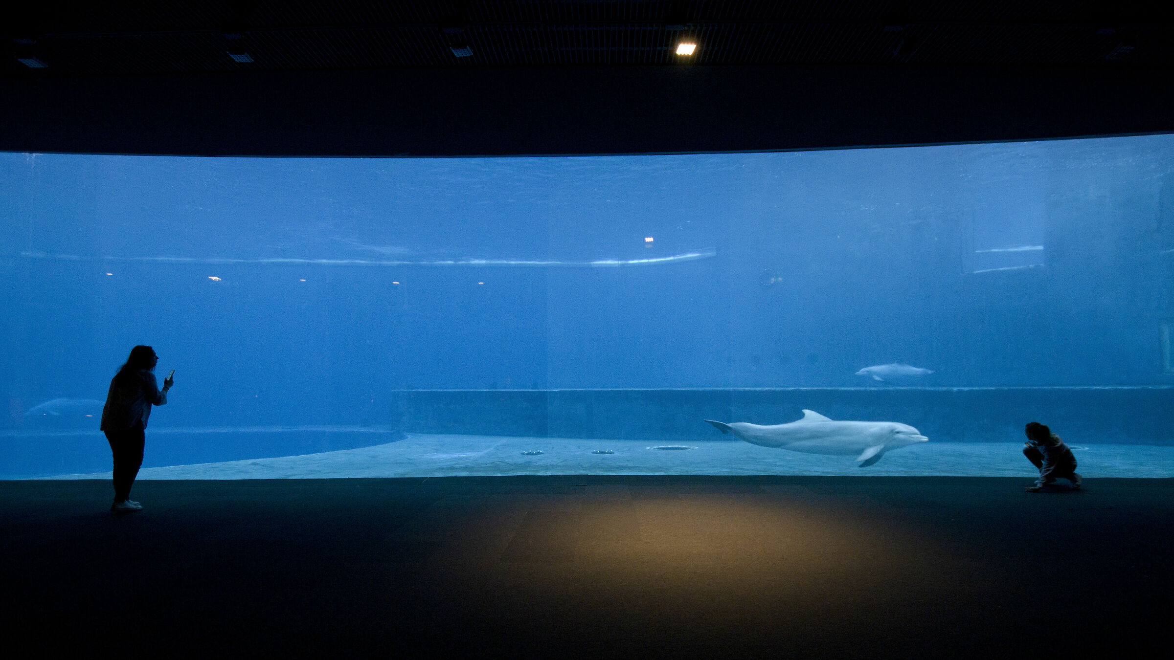 The huge aquarium and its spectators