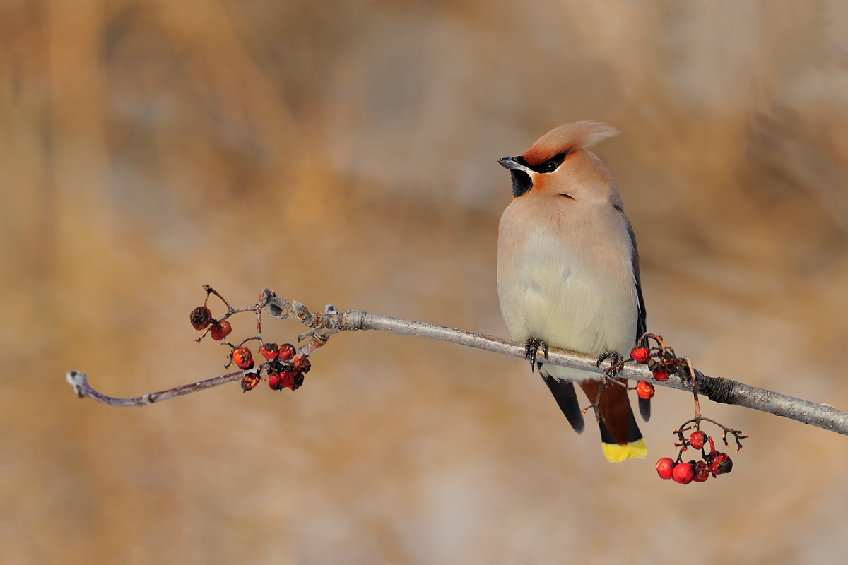 Waxwing