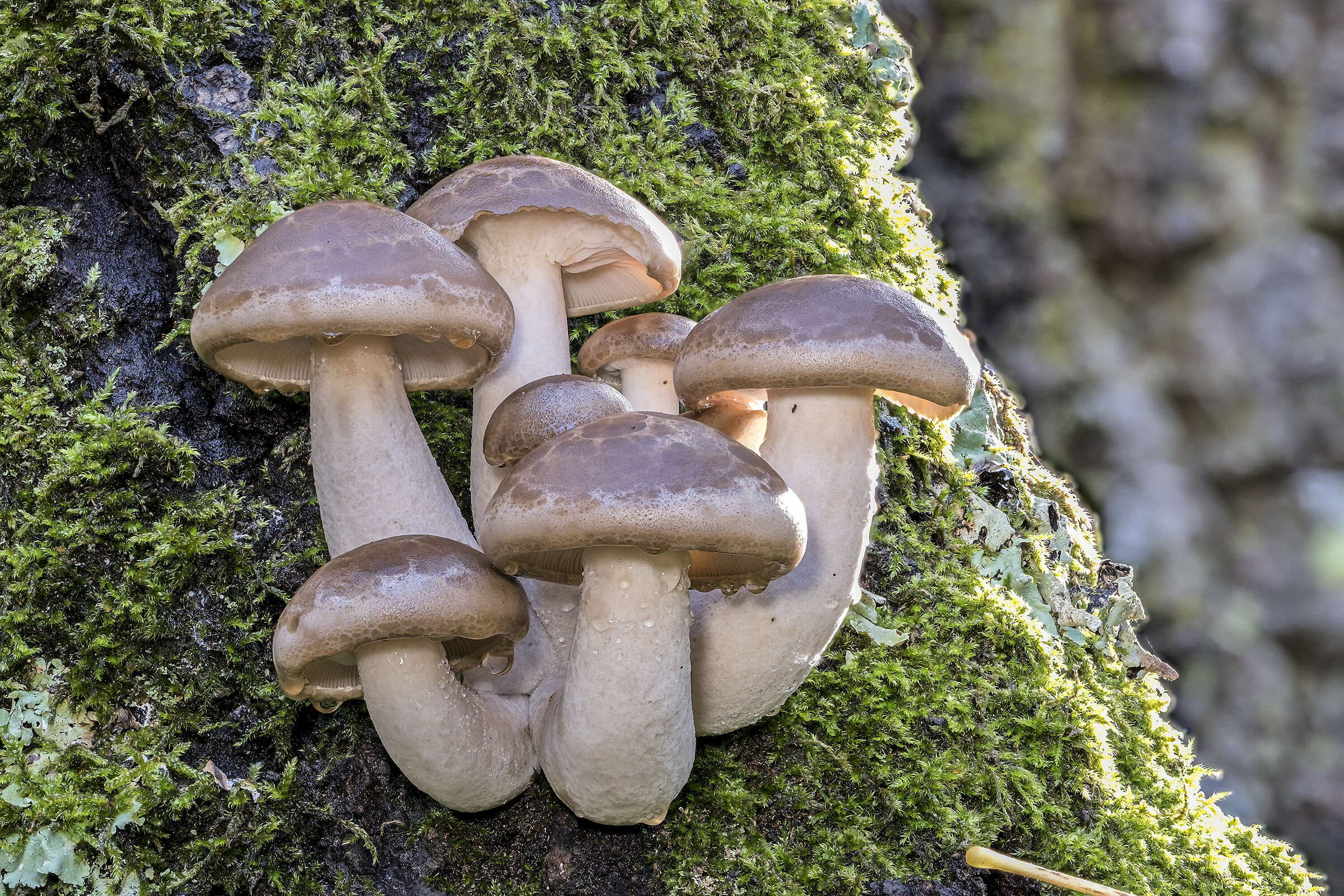 Focus Stacking funghi