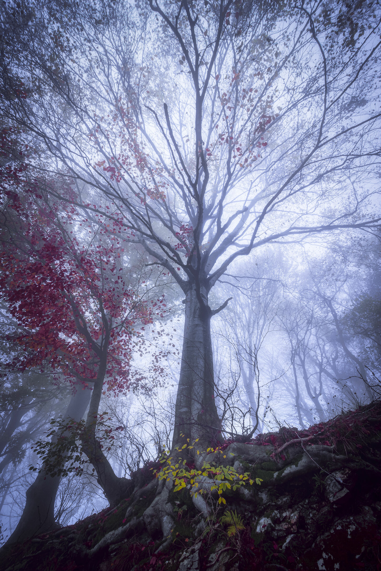 The Enchanted Tree