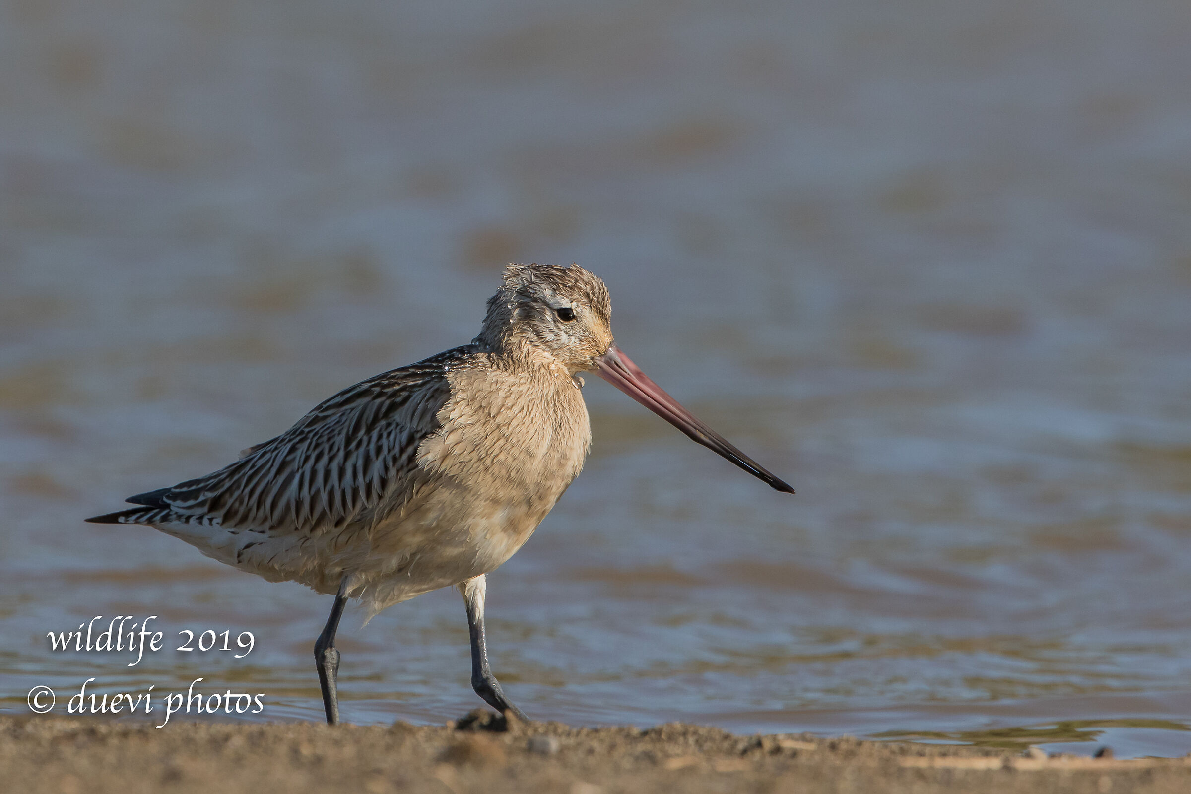 Minor Pictish - Lapland Limosa