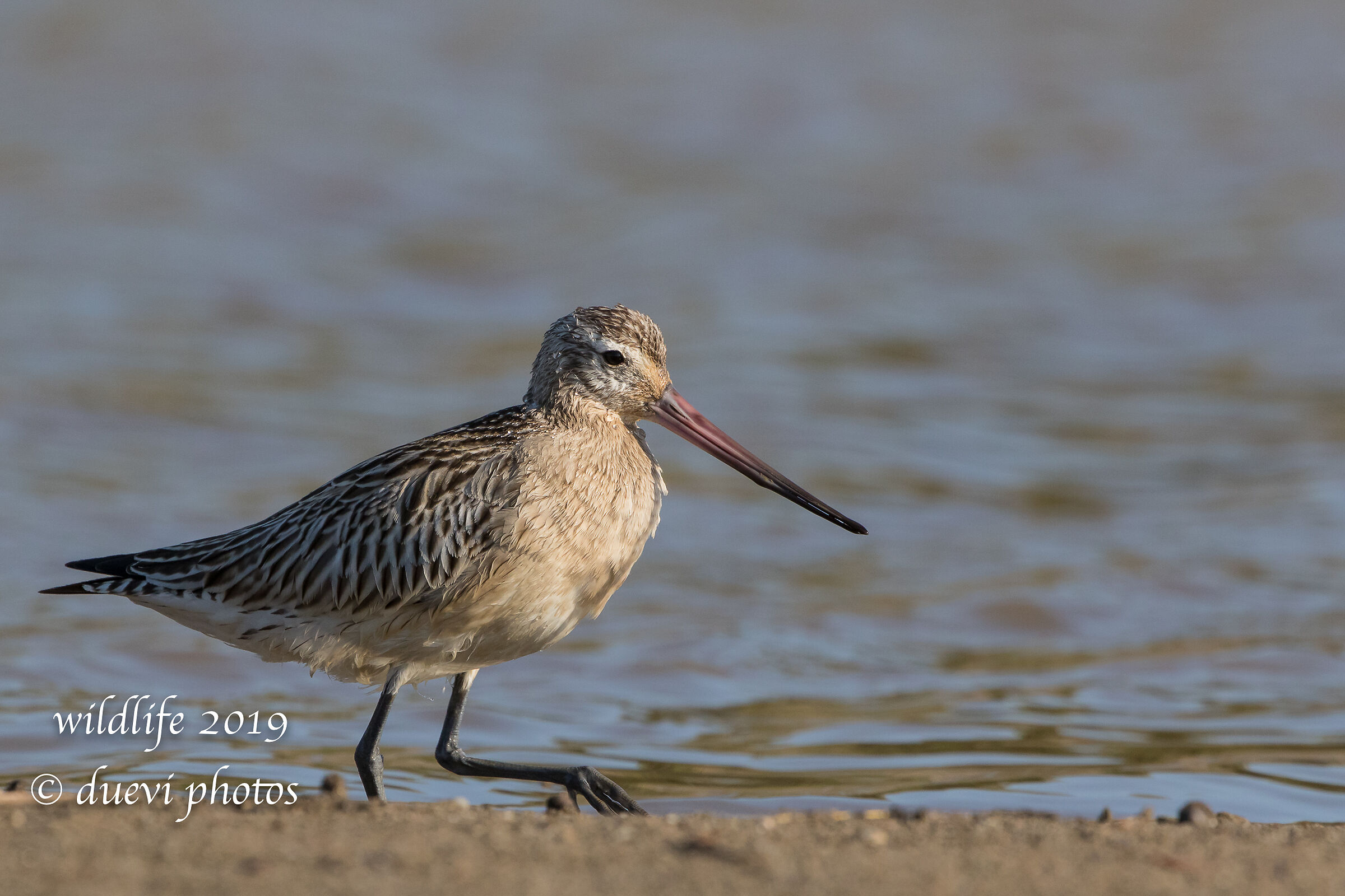 Minor Pictish - Lapland Limosa